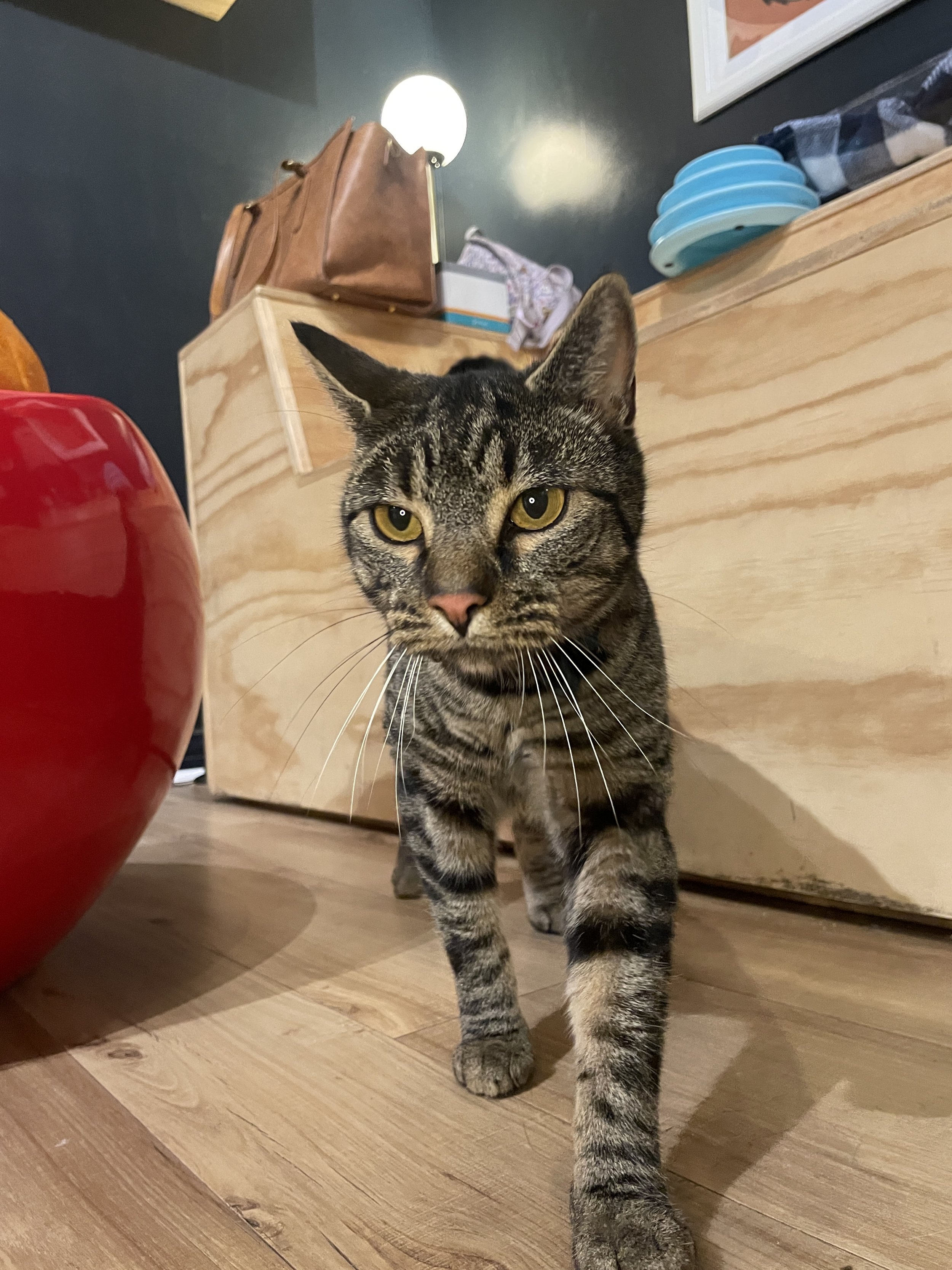 Wasabi - 2.5 year old male