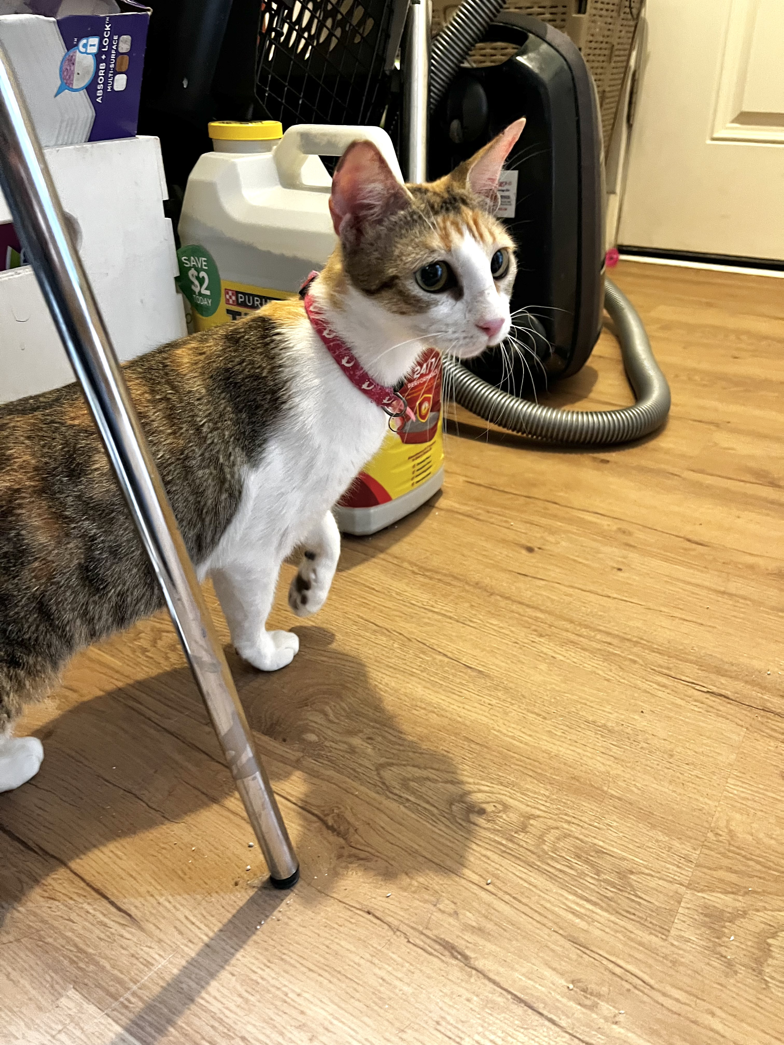 Zoe - 8 month old female 