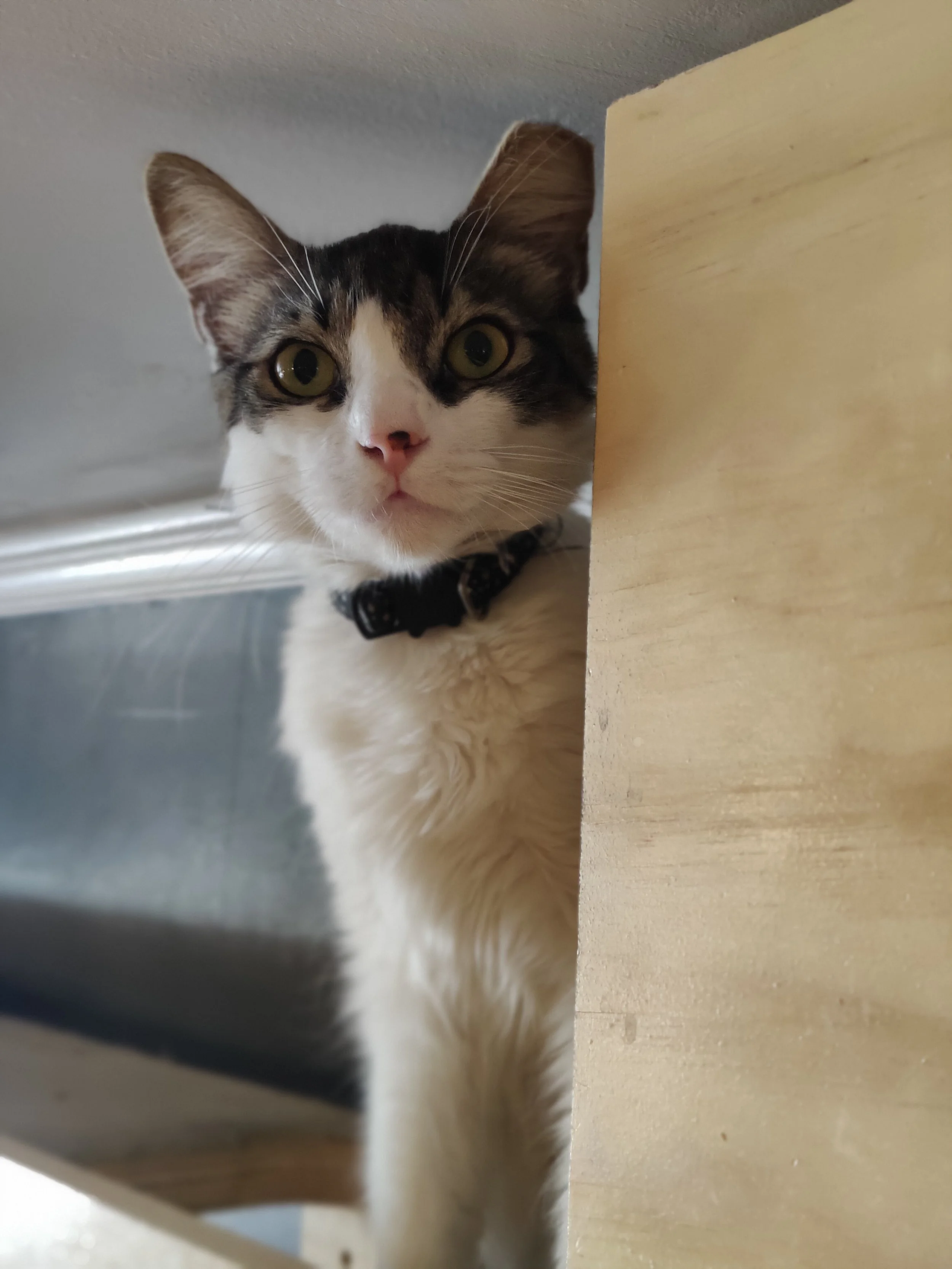Alfred - (application pending)