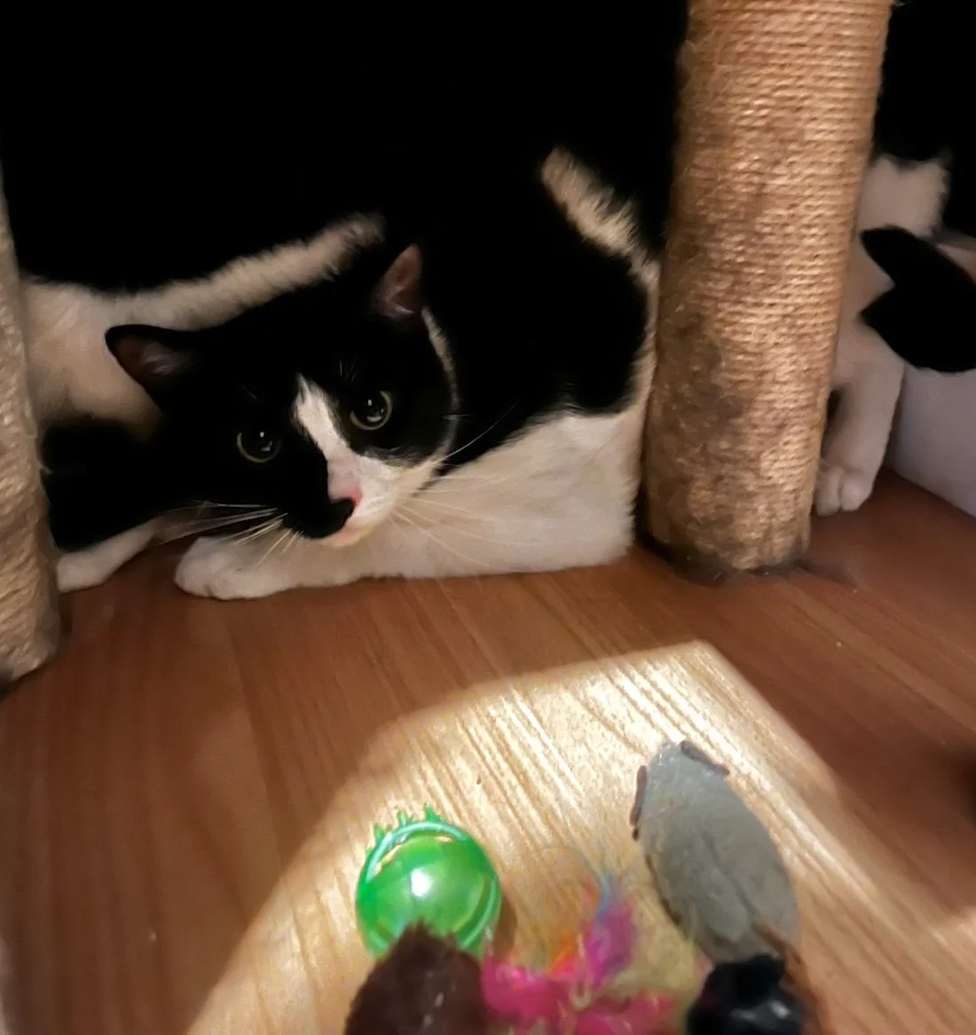 AJ - 3 year old female, bonded to Spot