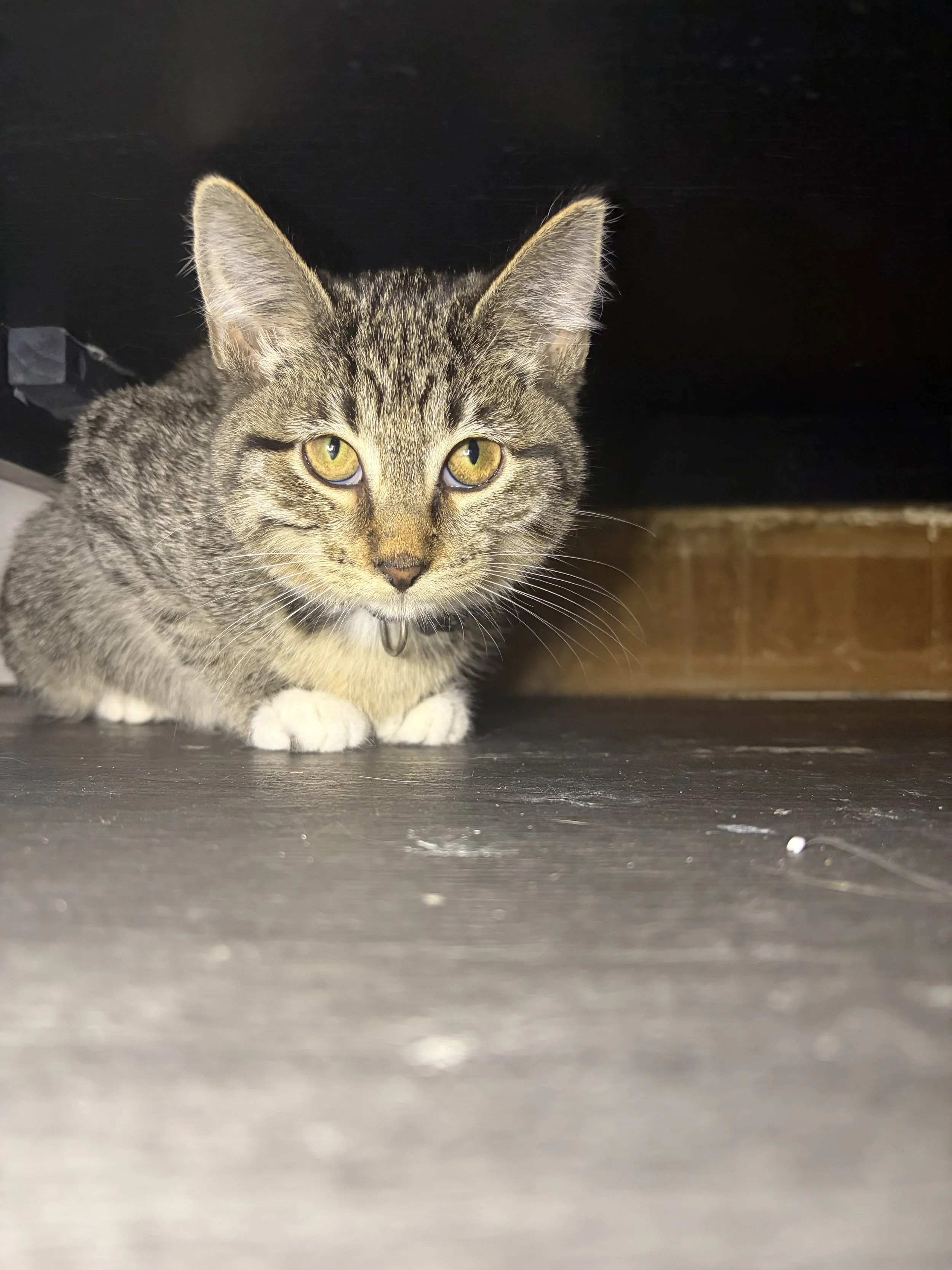 Sandy - (application pending)