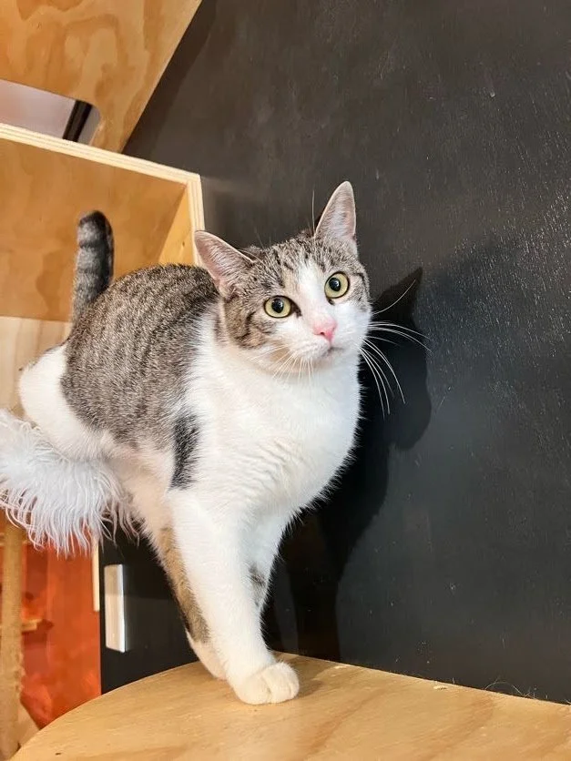 Cats — Denver Cat Company