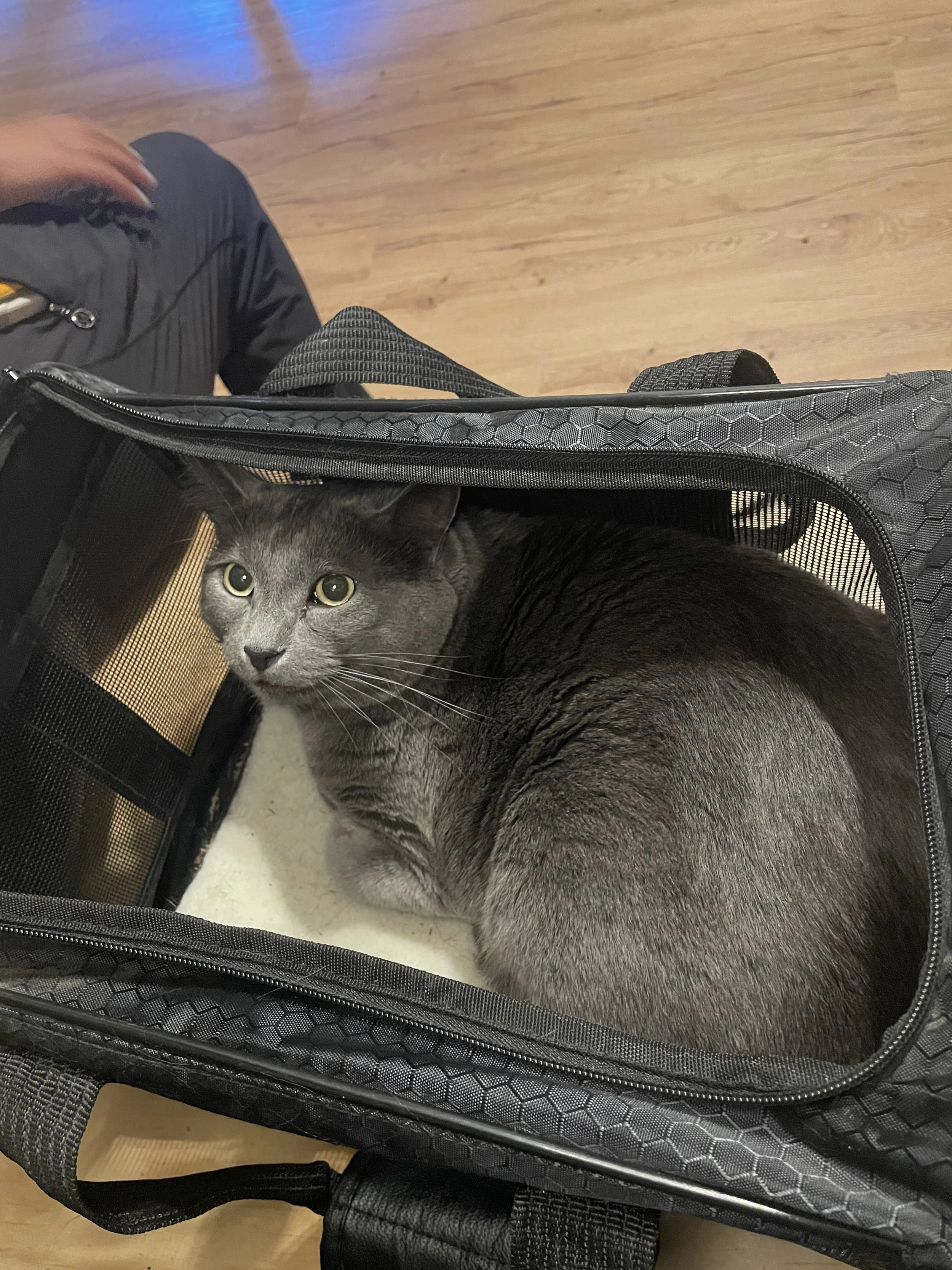 Viggo - 4 year old male, bonded to Olafur