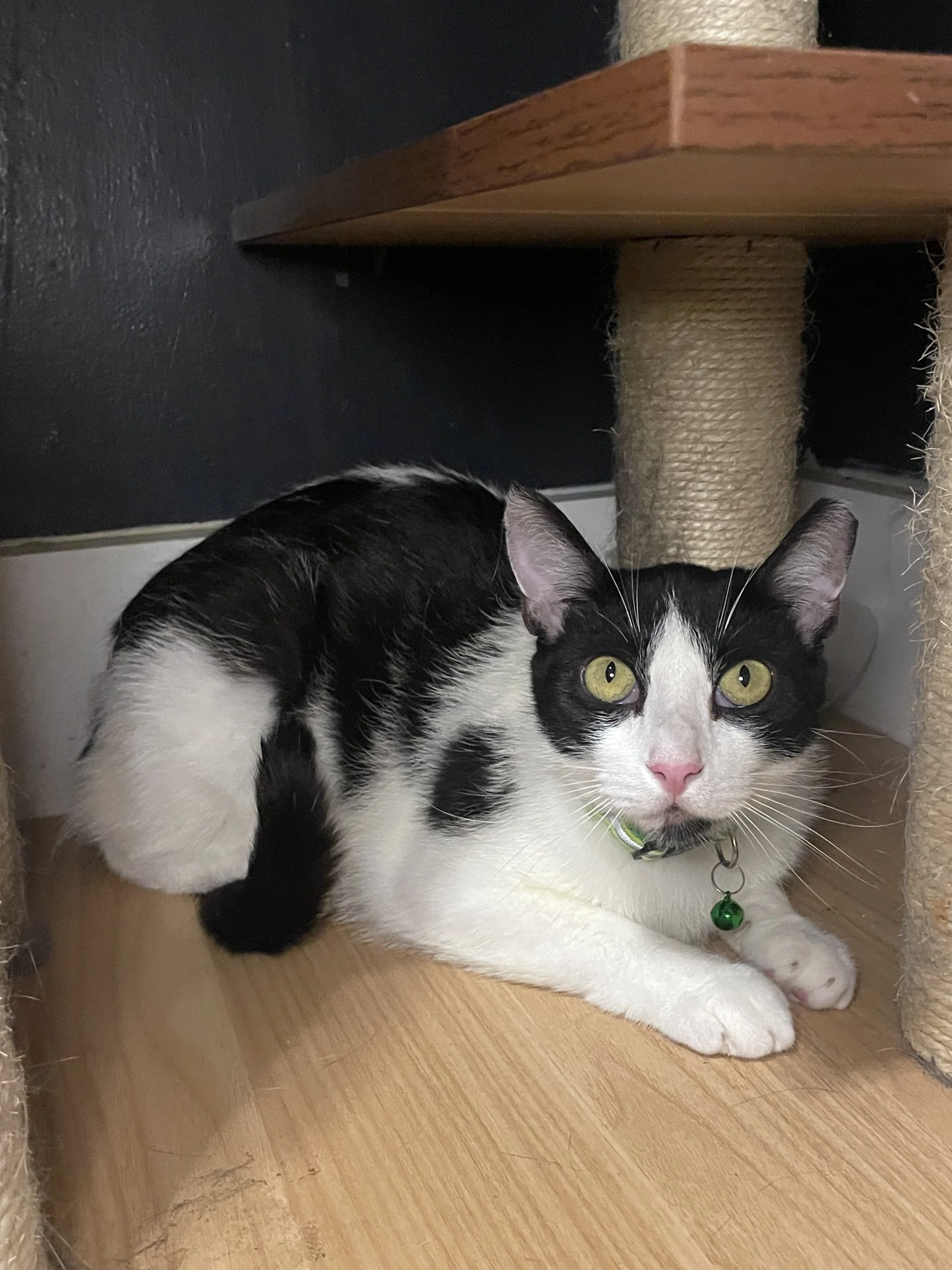 Preston - 2 year old male