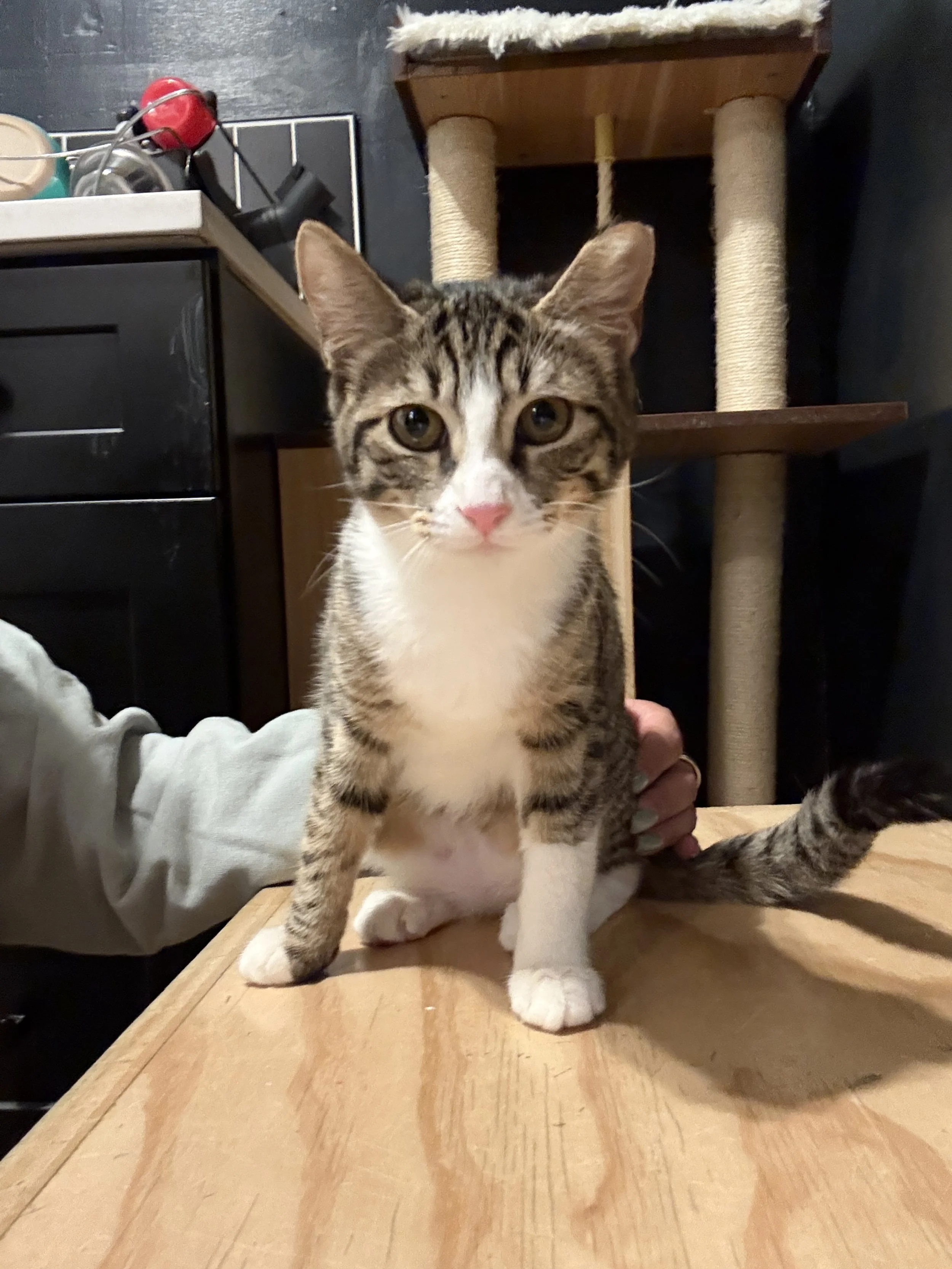 Andrea - (application pending) 