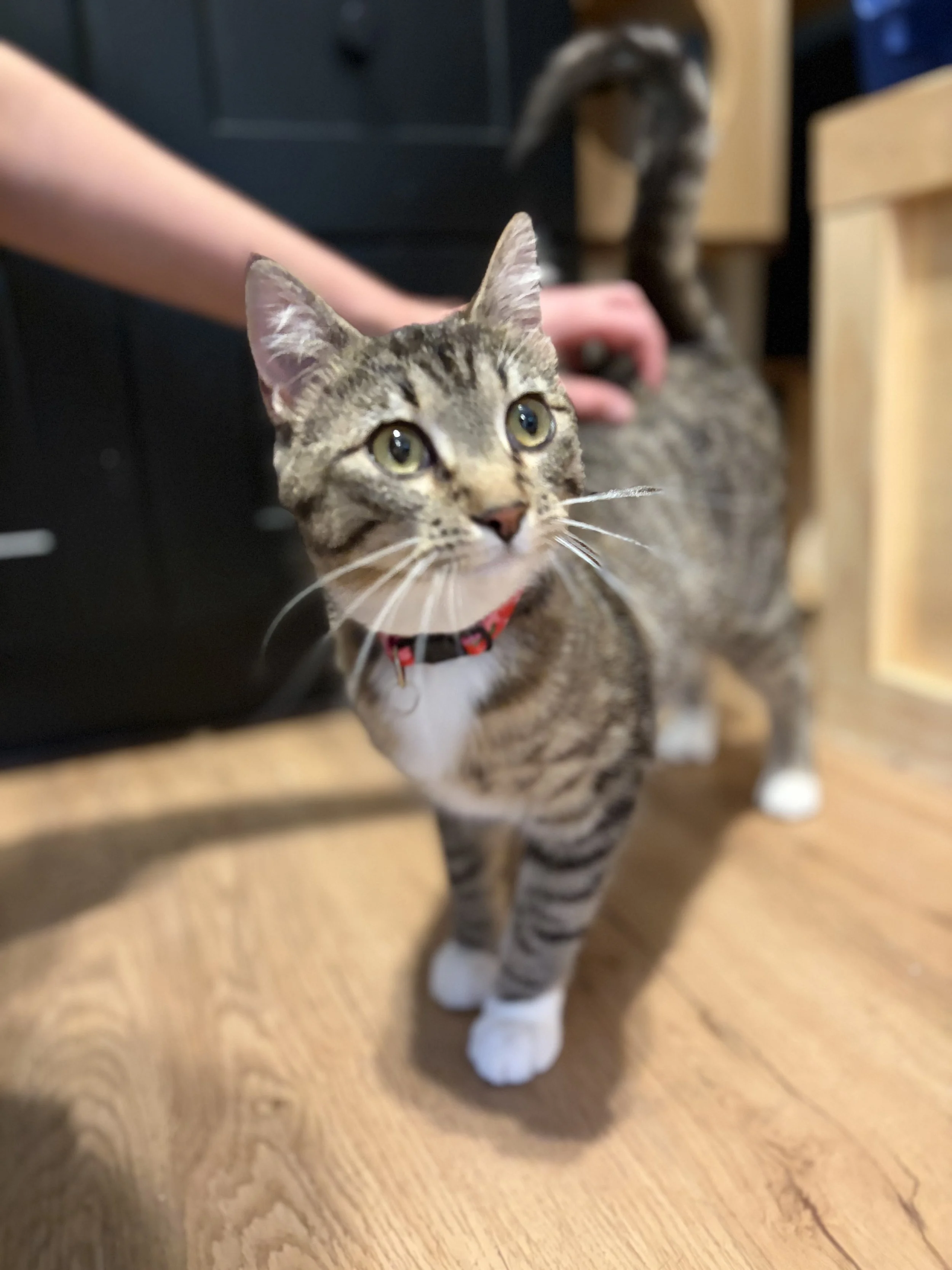 Zazzles - 1 year old female