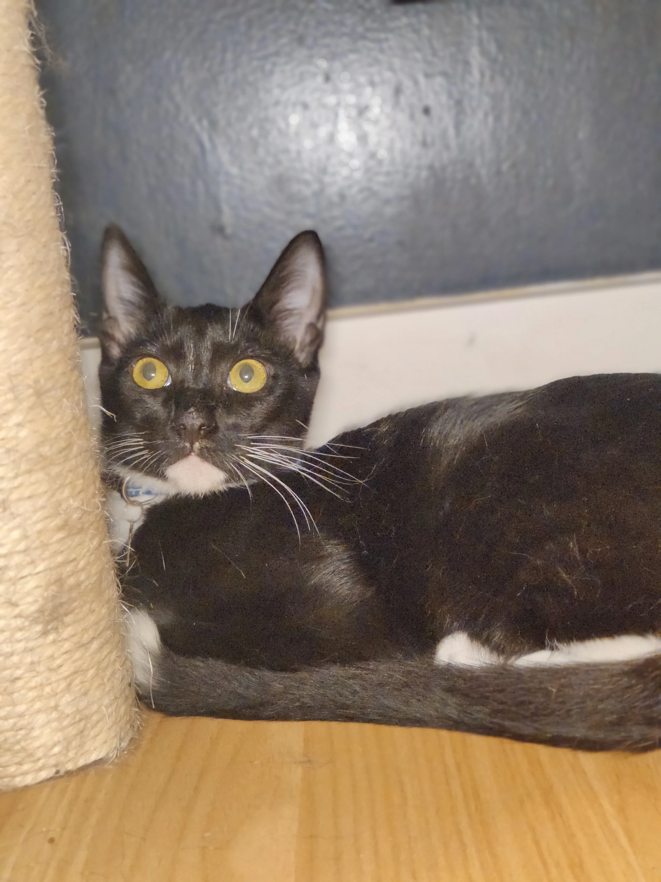 Bingo - 5.5 month old male