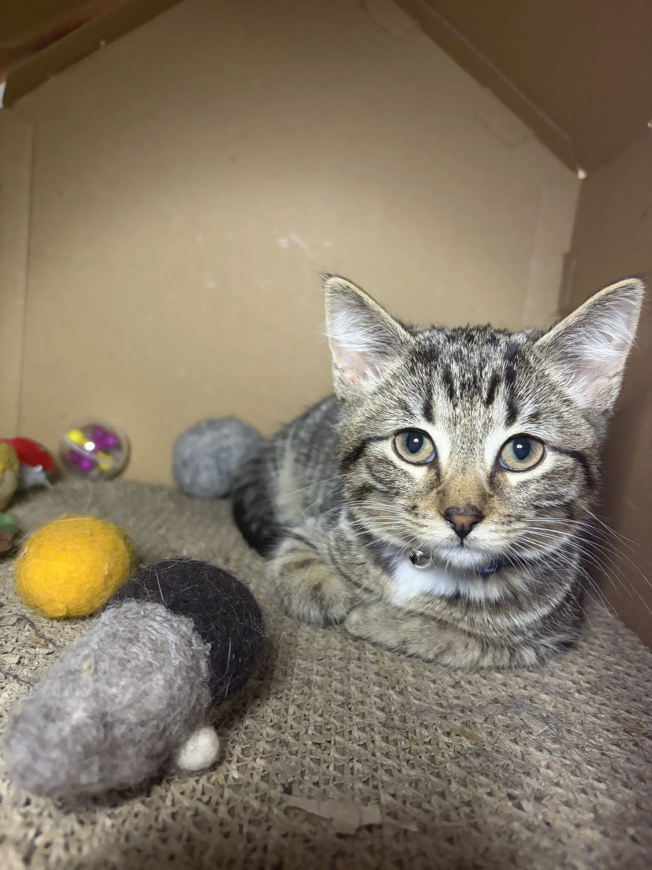 Spongebob - (application pending)