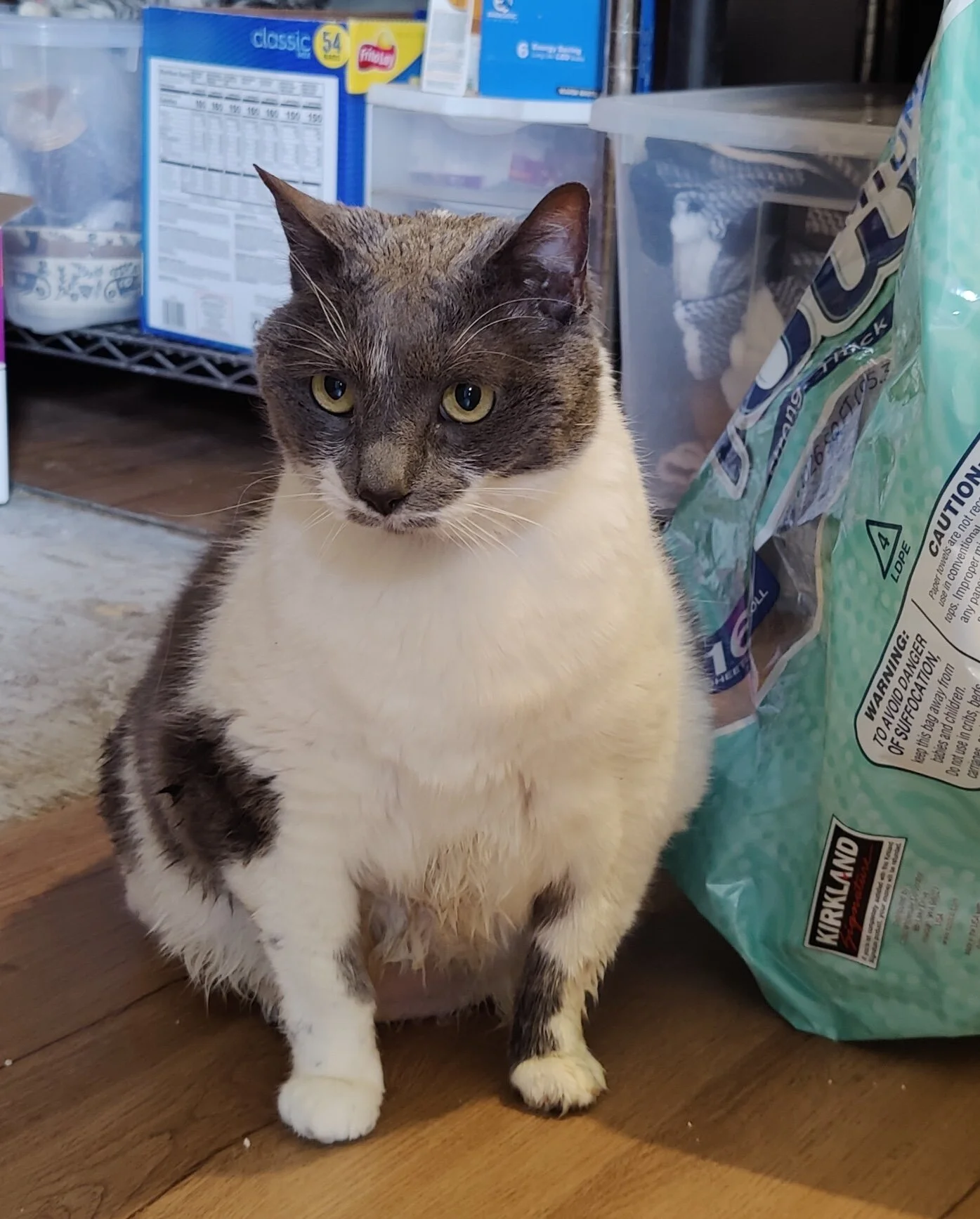 Baked Bean - 5 year old female