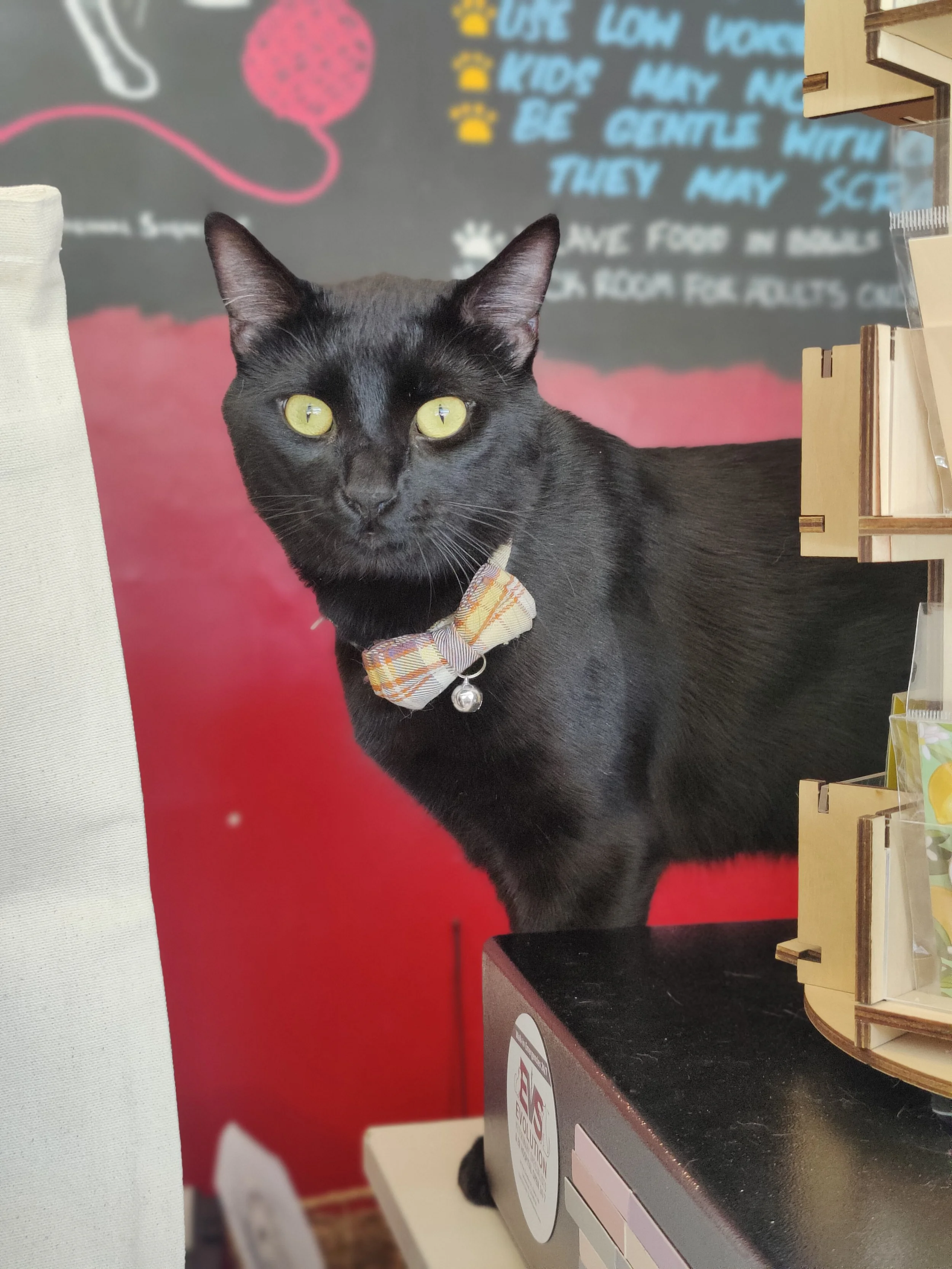 Guthrie -1.5 year old male, bonded to Gordo