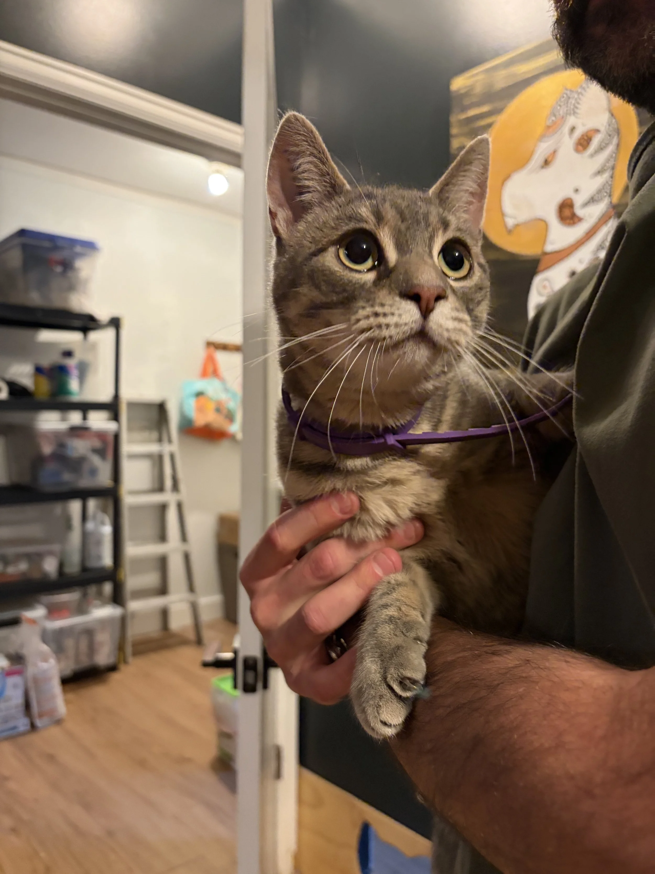 Pickles - 1 year old female
