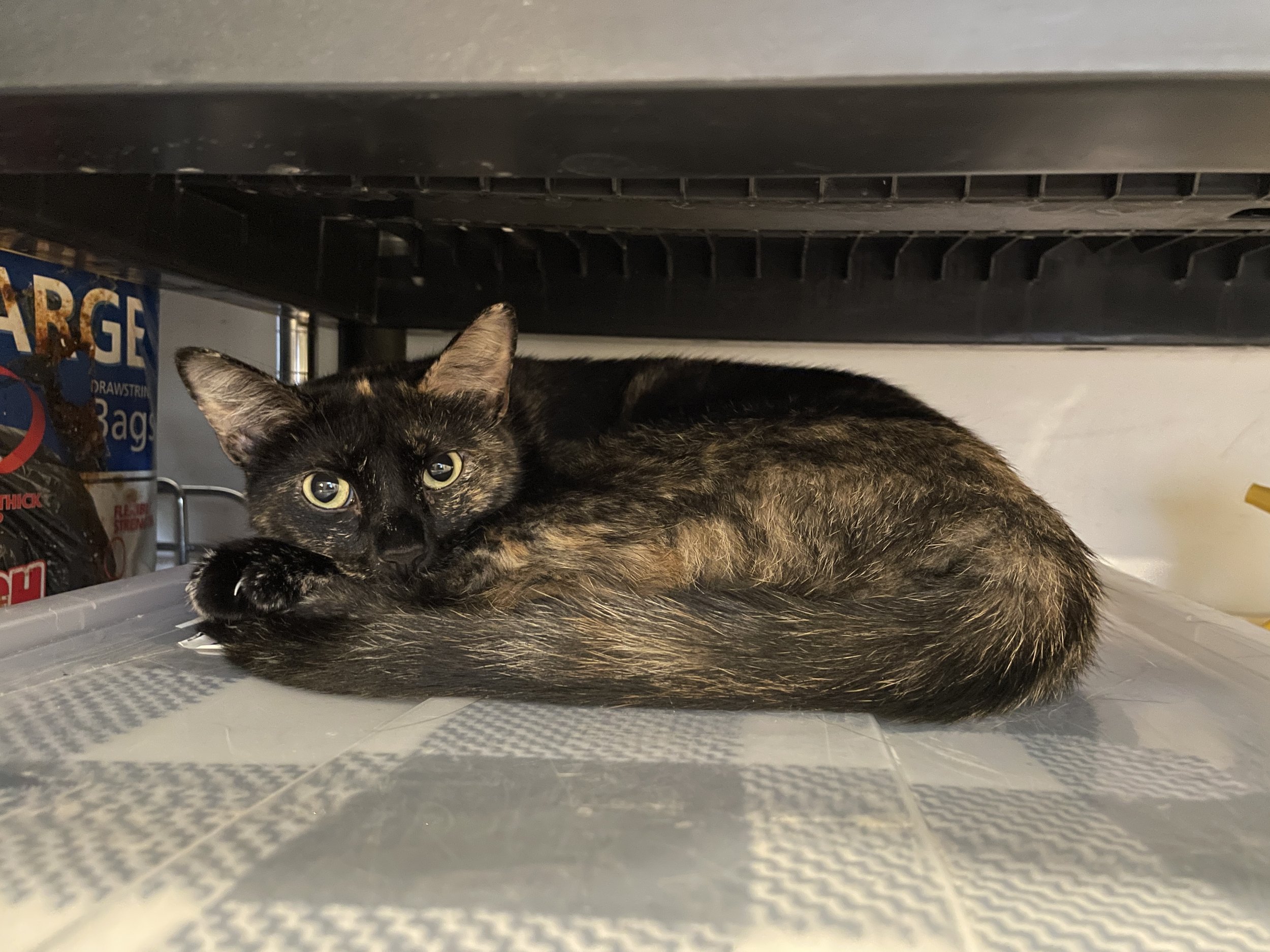 Carmen - 1 year old female