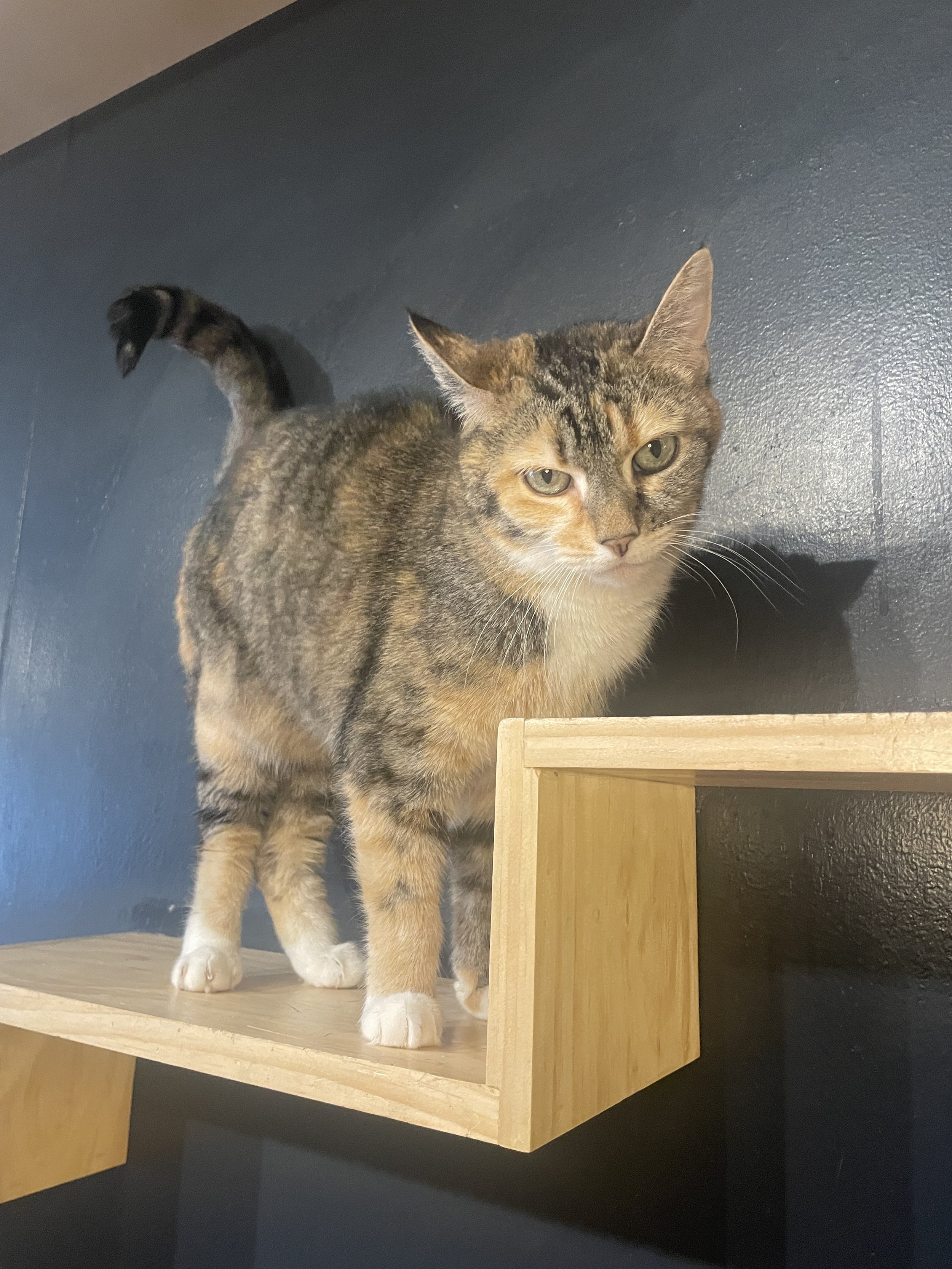 Honey - 6 year old female