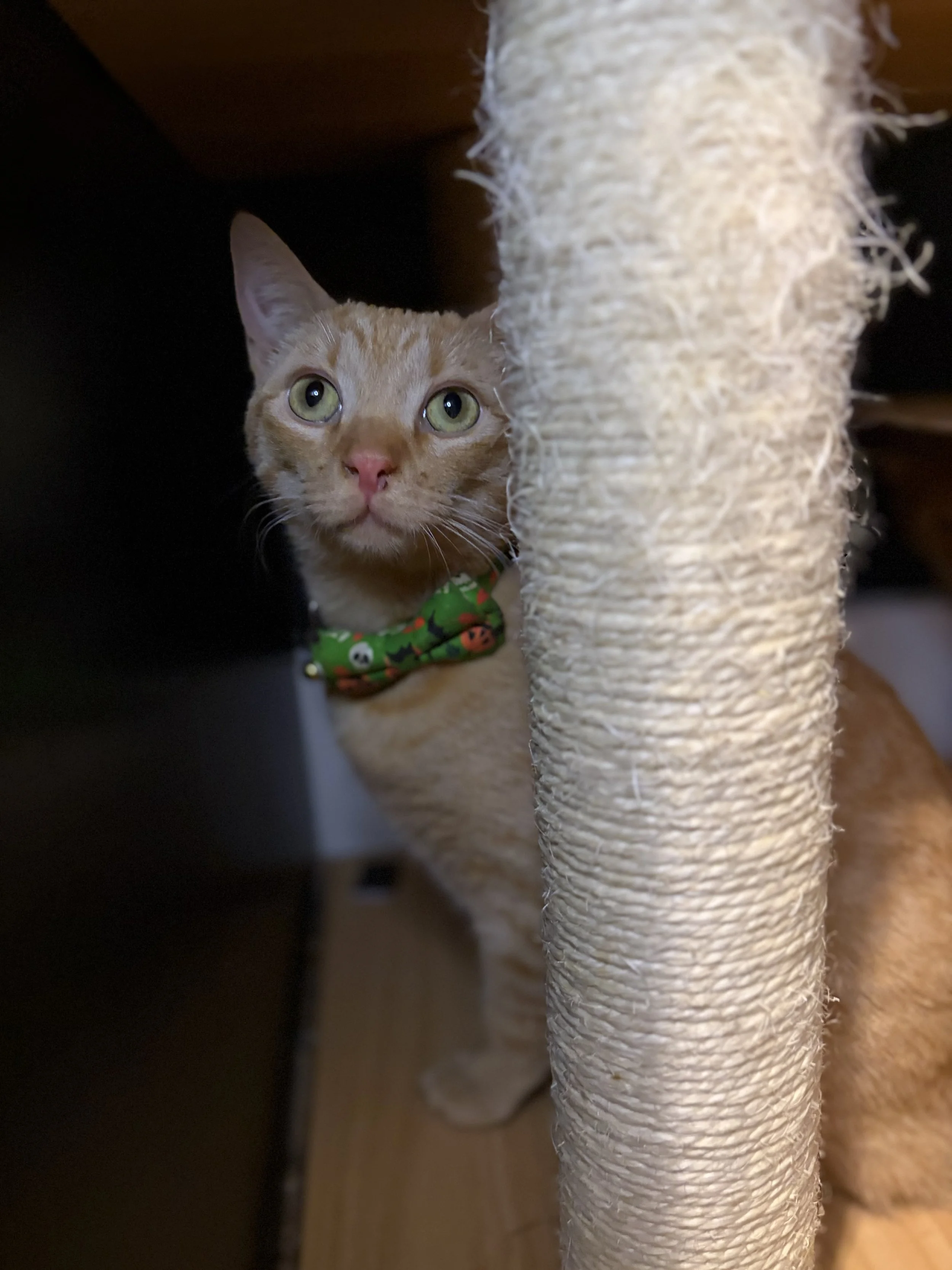 Caramel - (application pending)