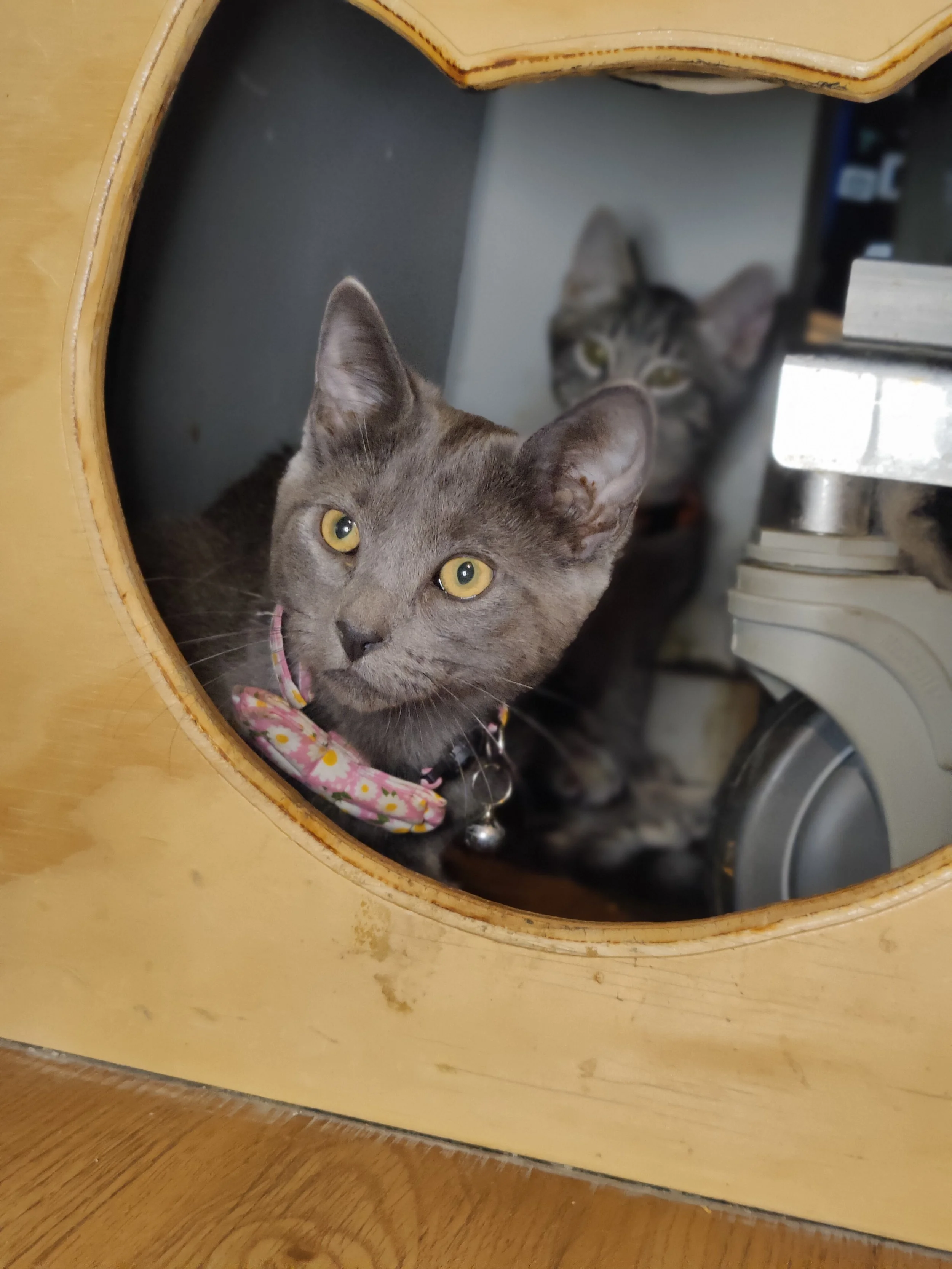 Cera - 3.5 month old female