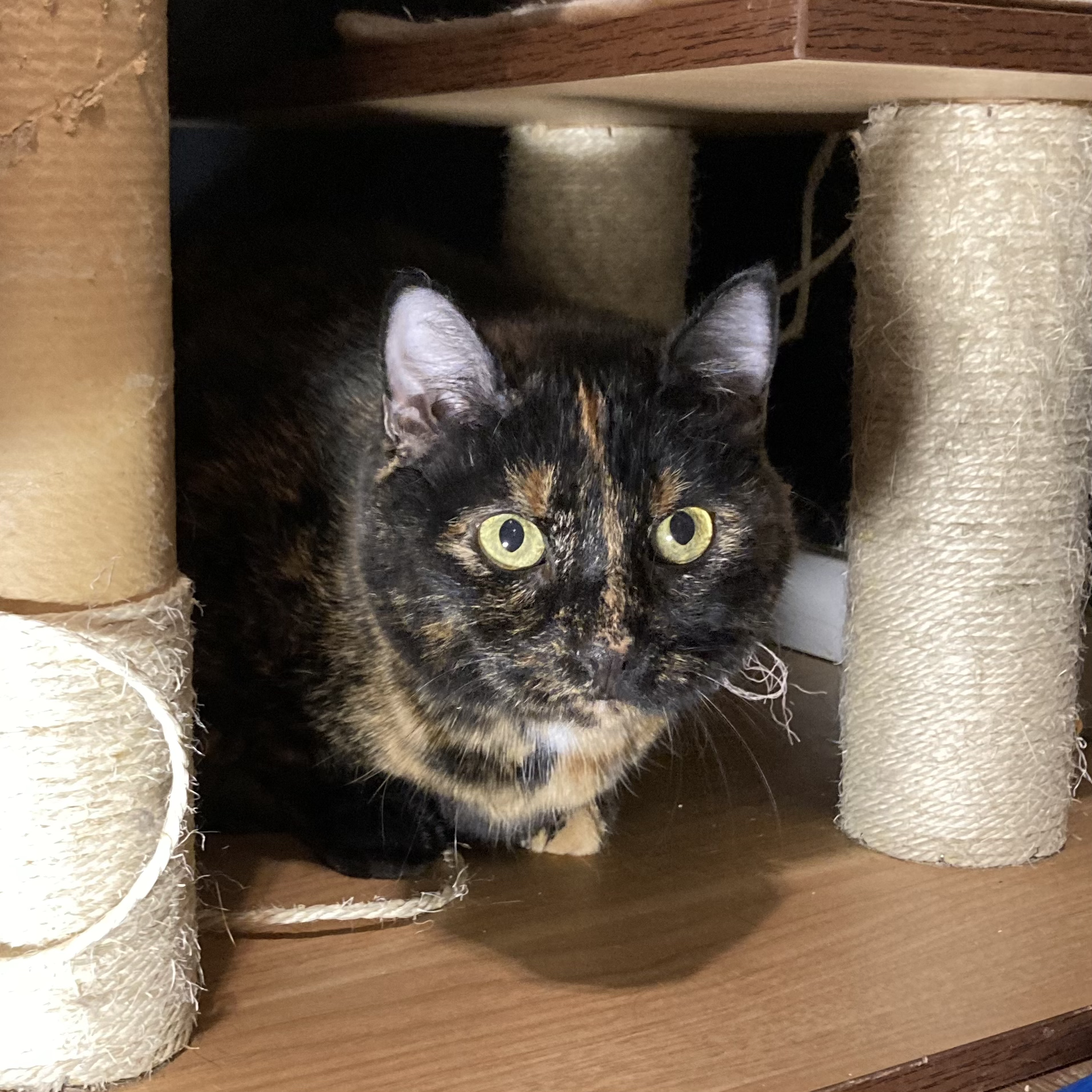 Abu- 9 year old female