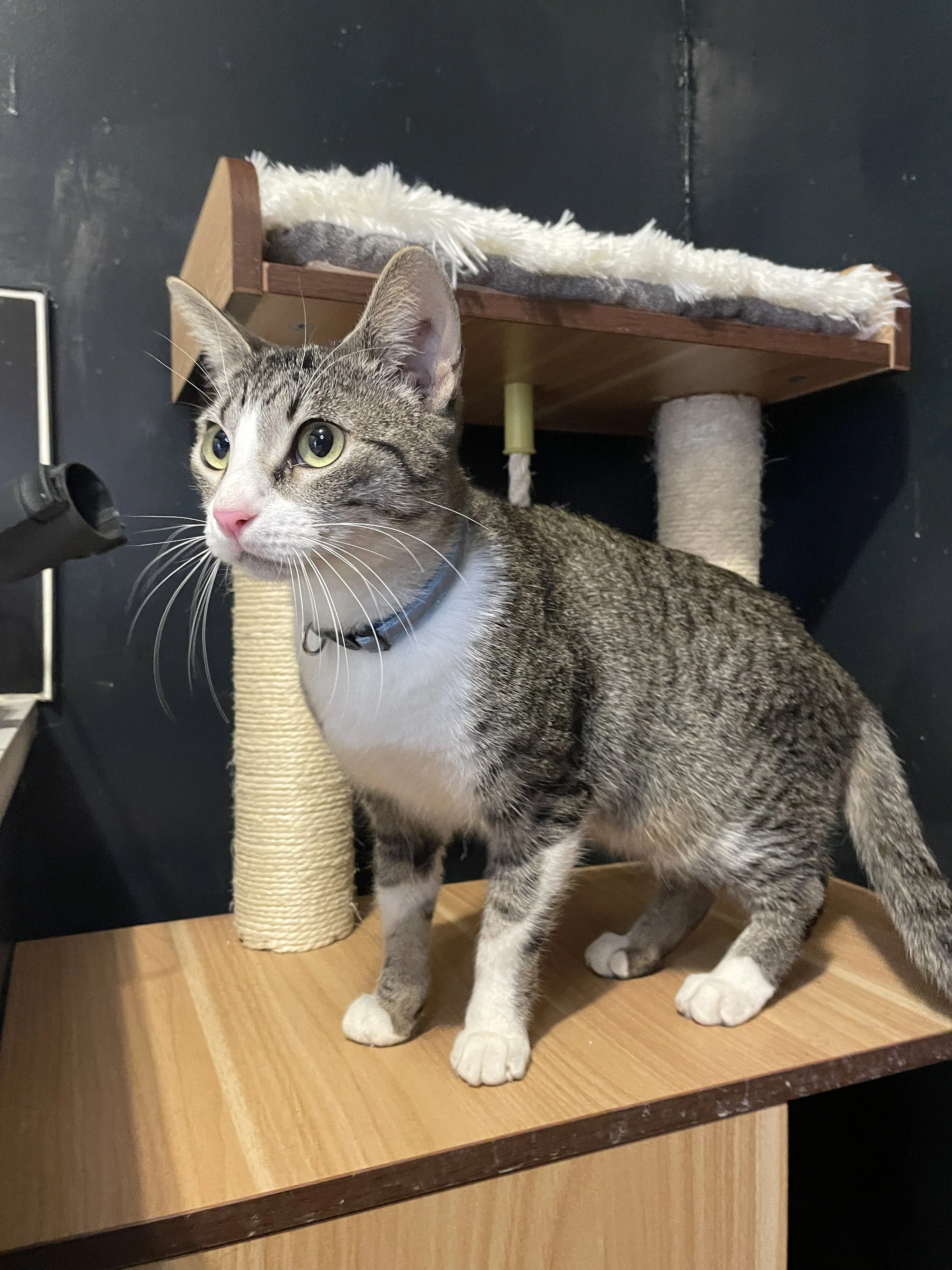 Mizora - (application pending)