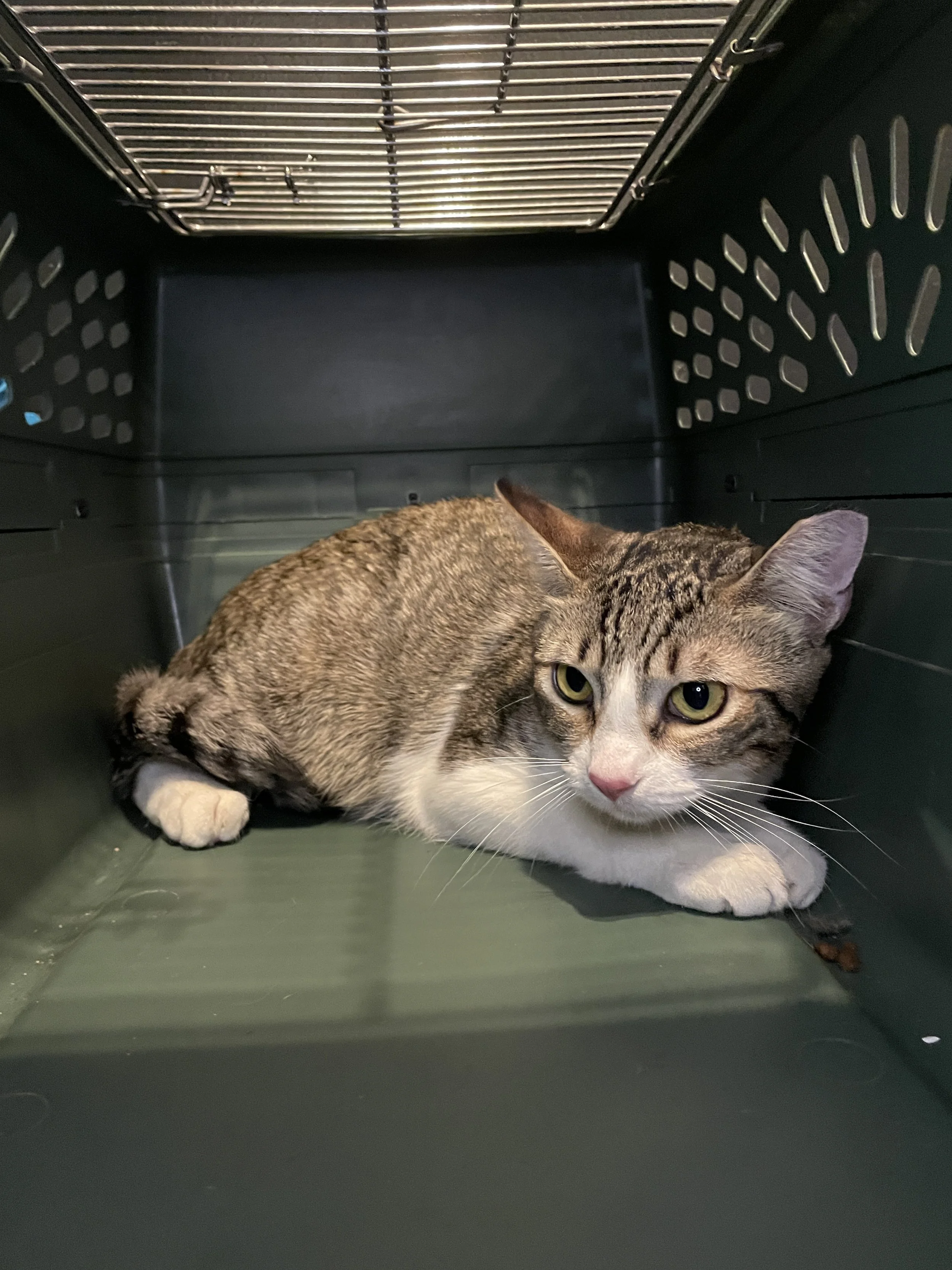 Sparrow - (application pending)