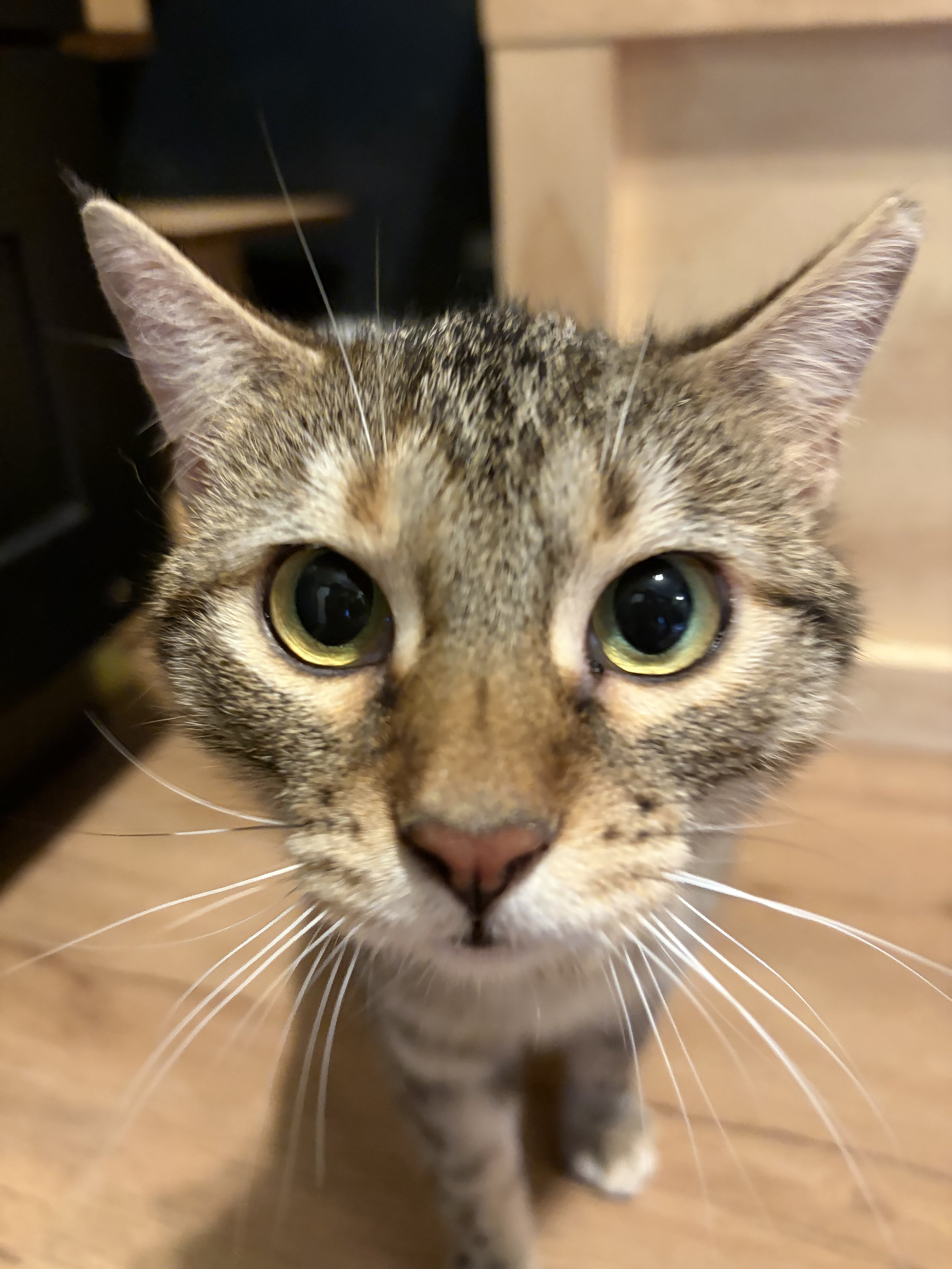 Violet - (application pending)