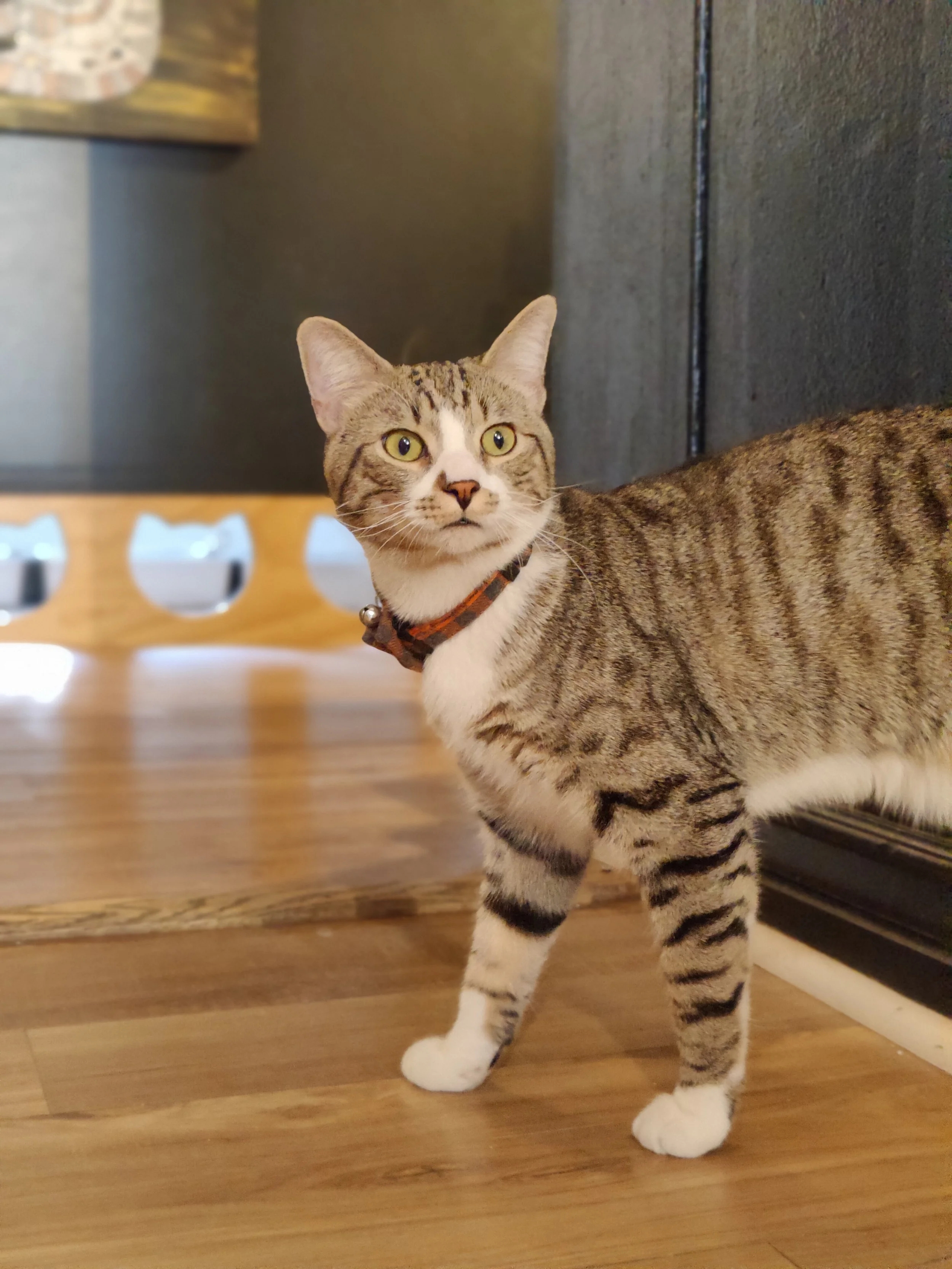 Gordo -1.5 year old male, bonded to Guthrie