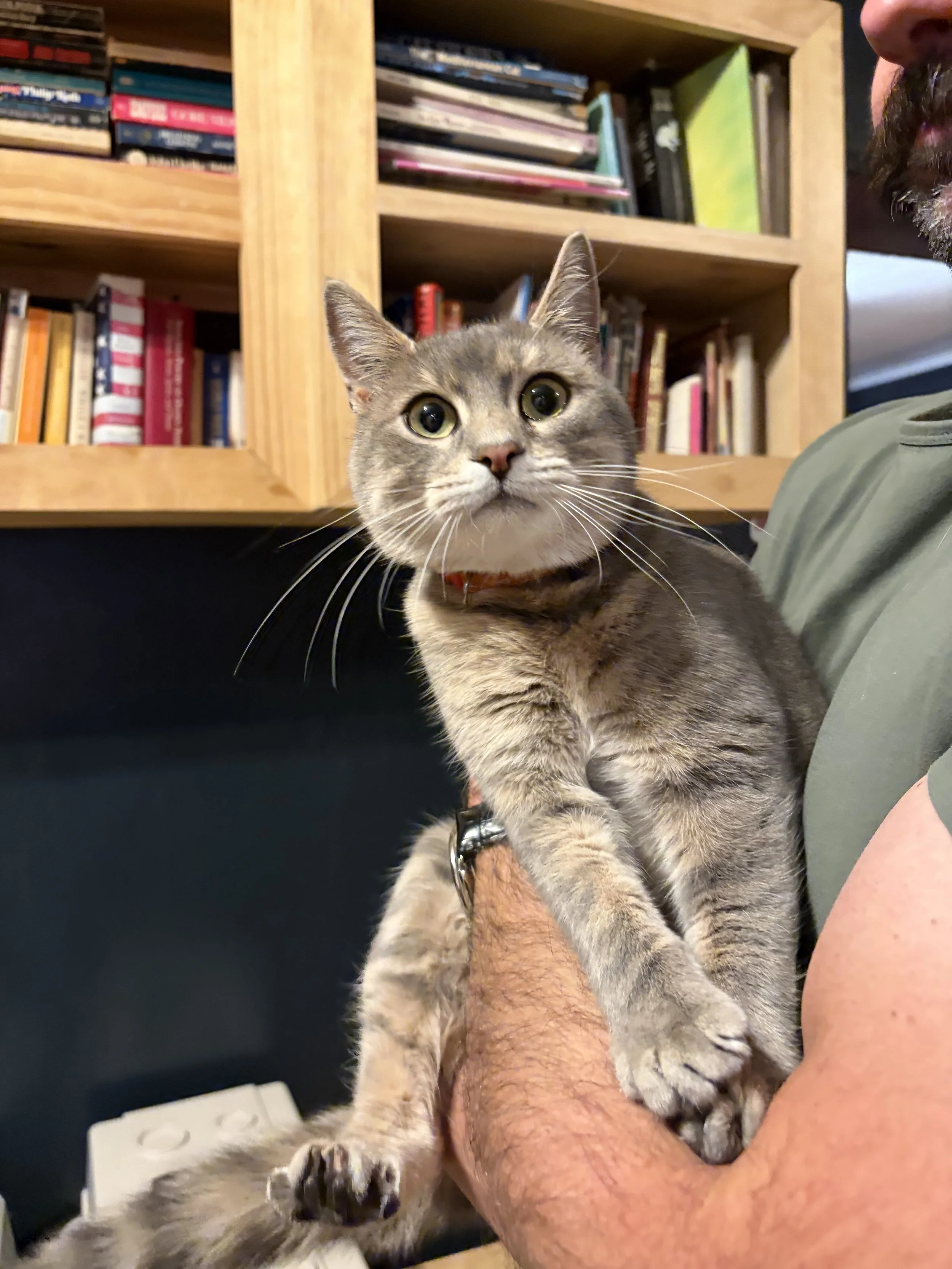 Plum - 1 year old female