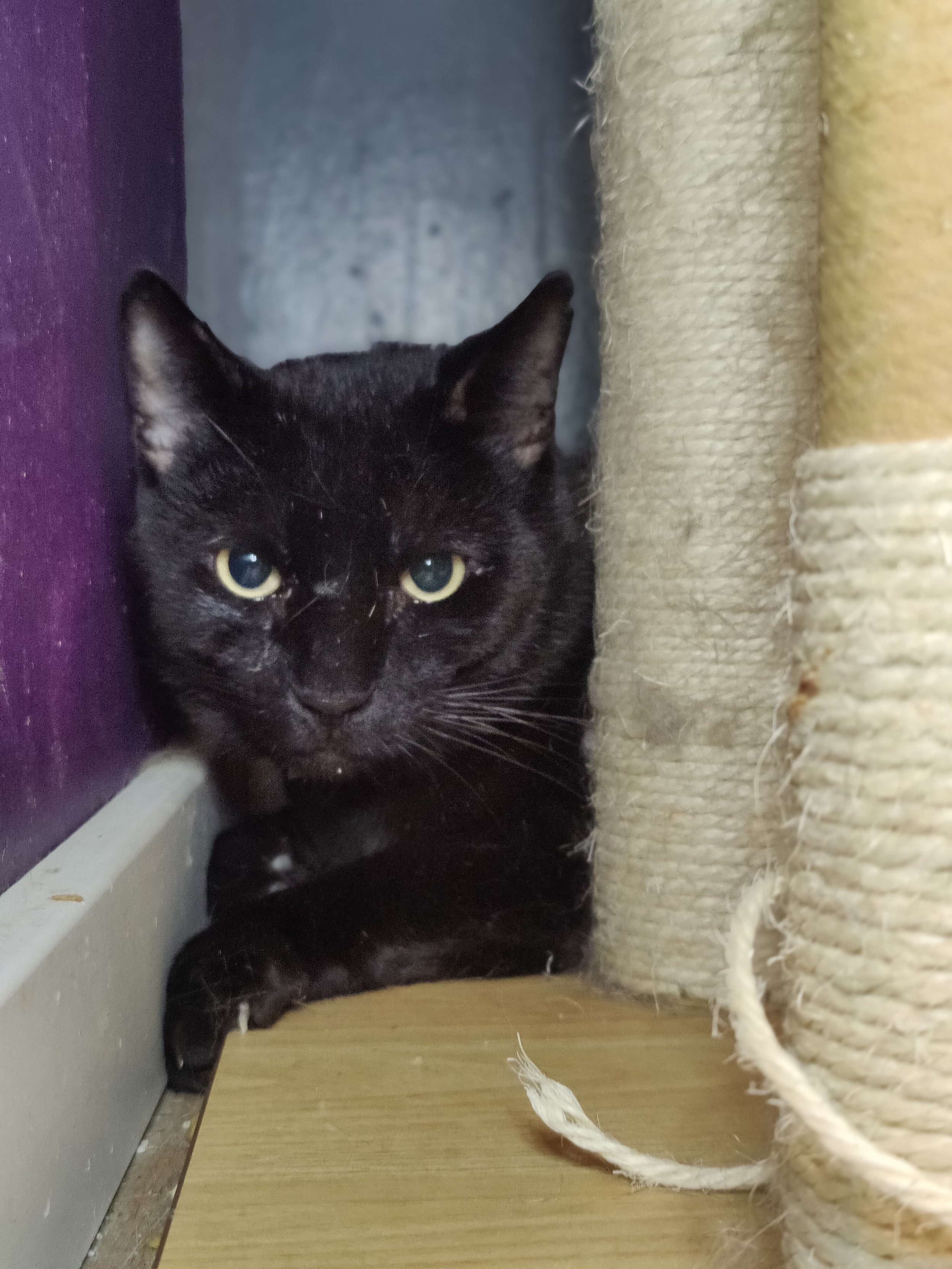 Sweet William- 2 year old male, FIV+
