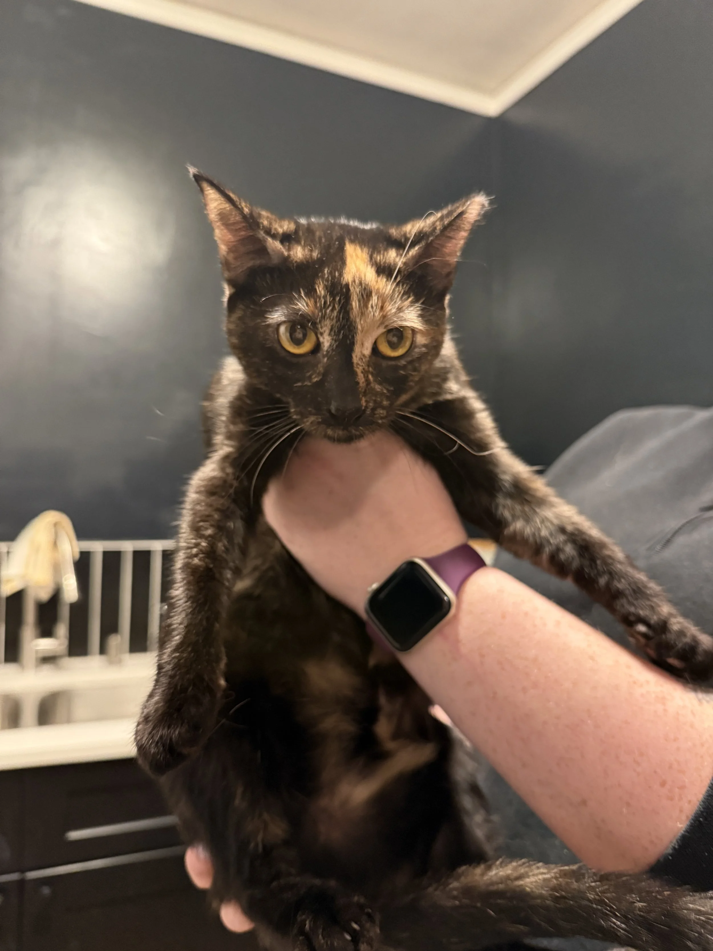 Harley - (application pending)