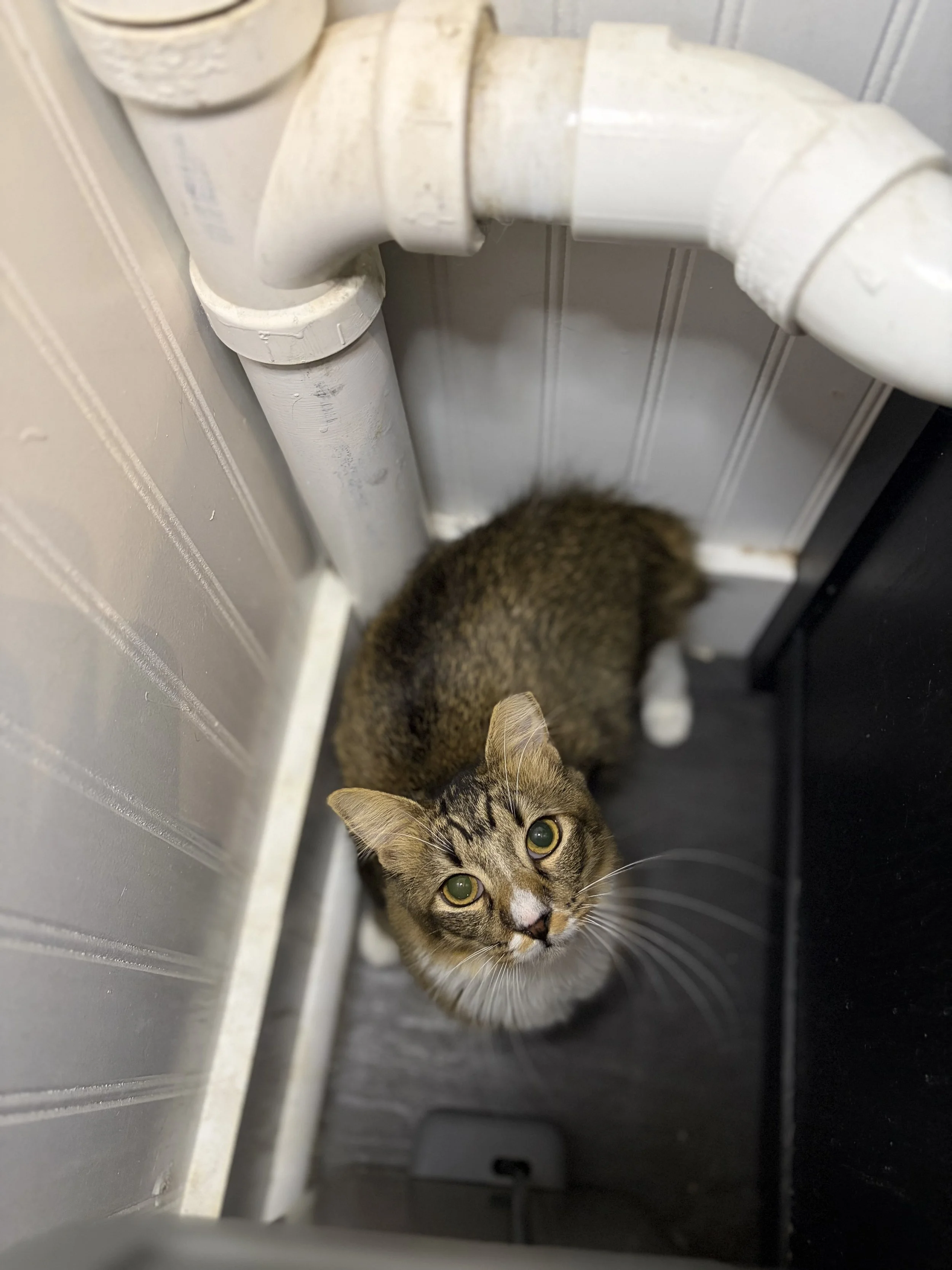 Jane - (application pending)