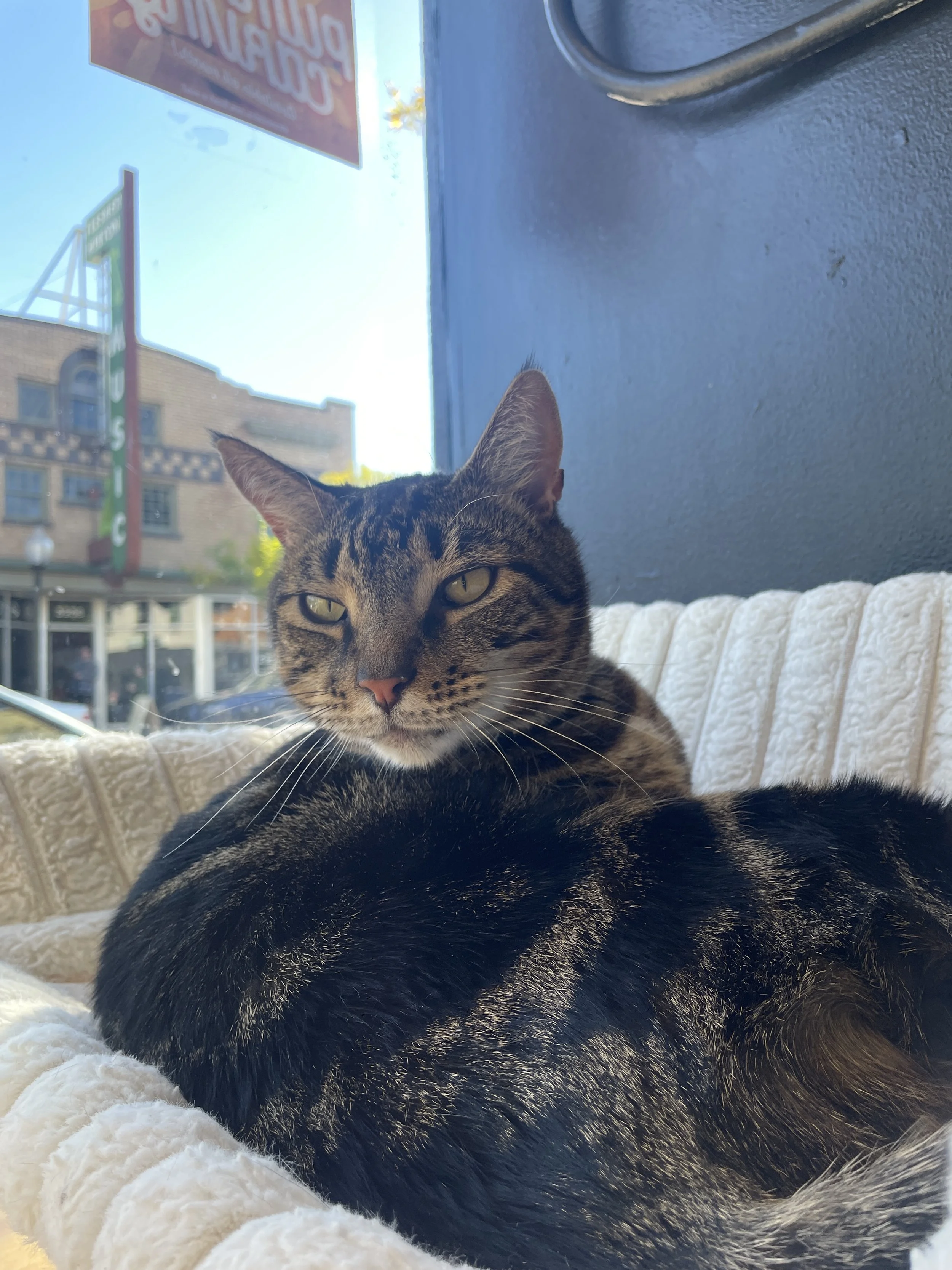 Peanut - 7 year old male