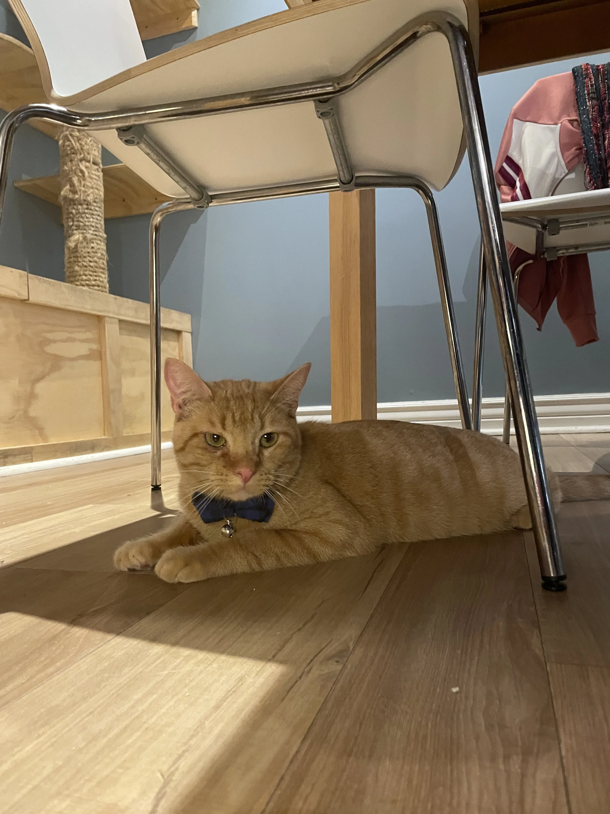 Stoney Bologna - 2 year old male, FIV+