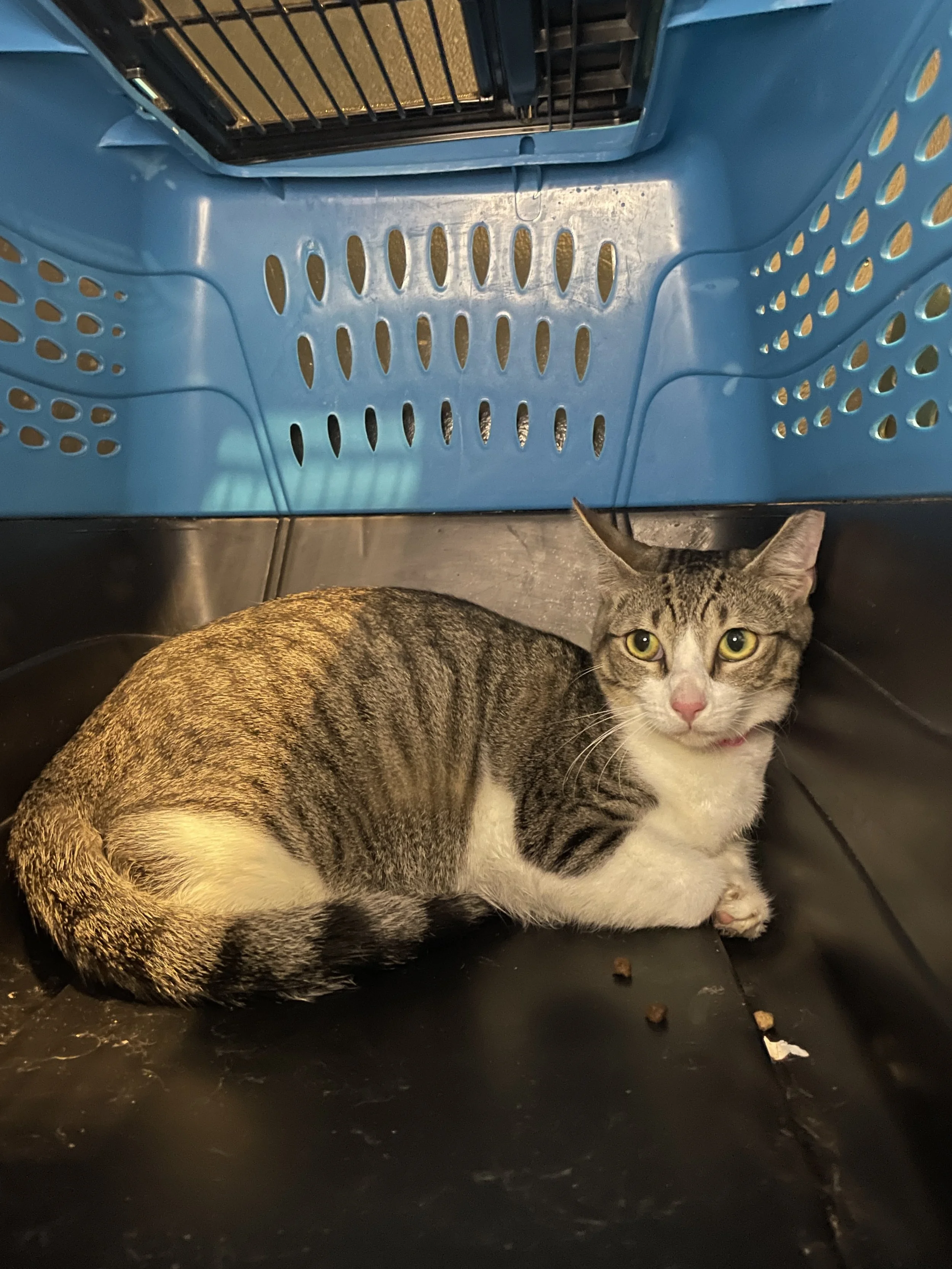 Dove - (application pending)