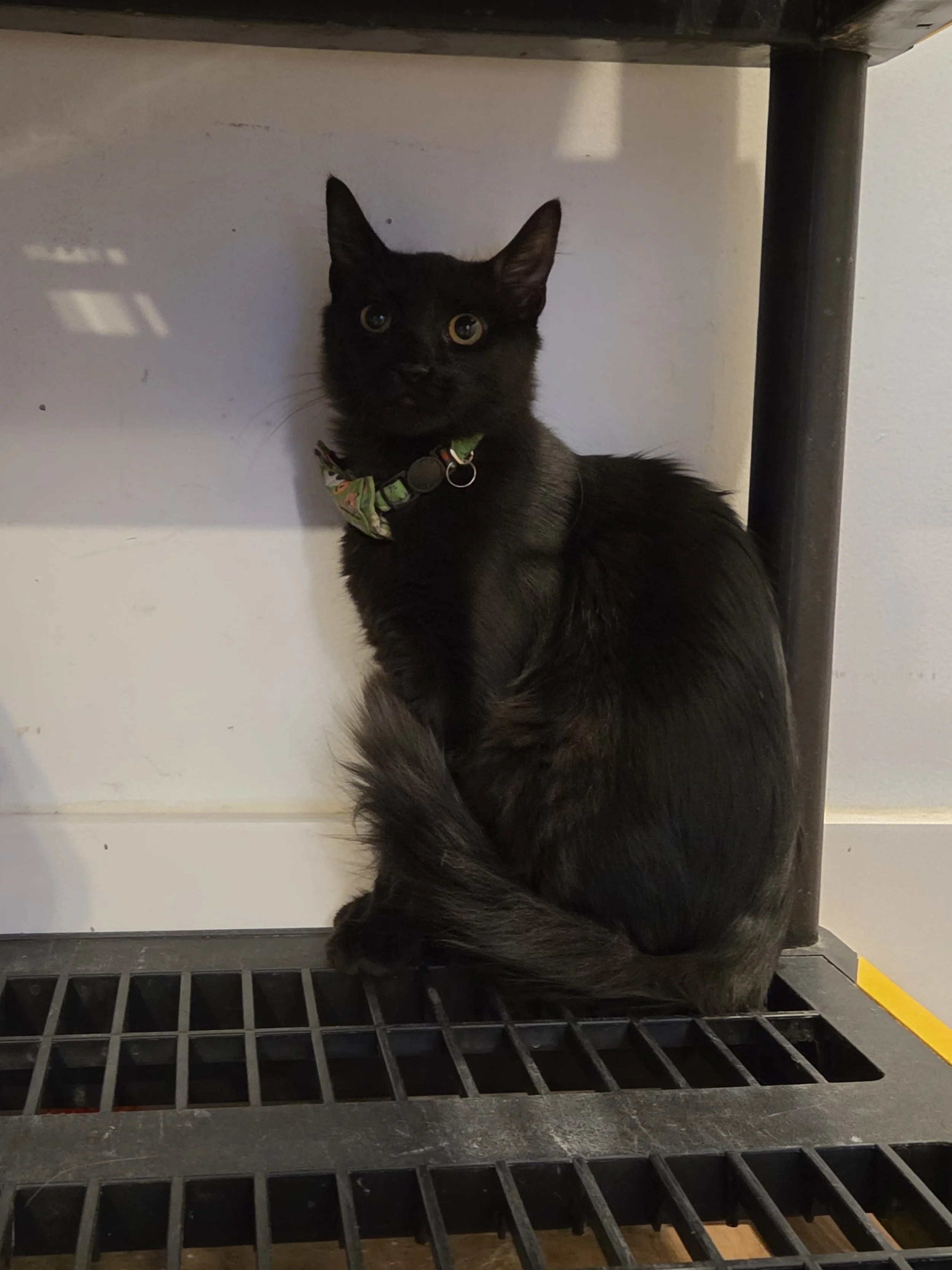 Lucky - (application pending)