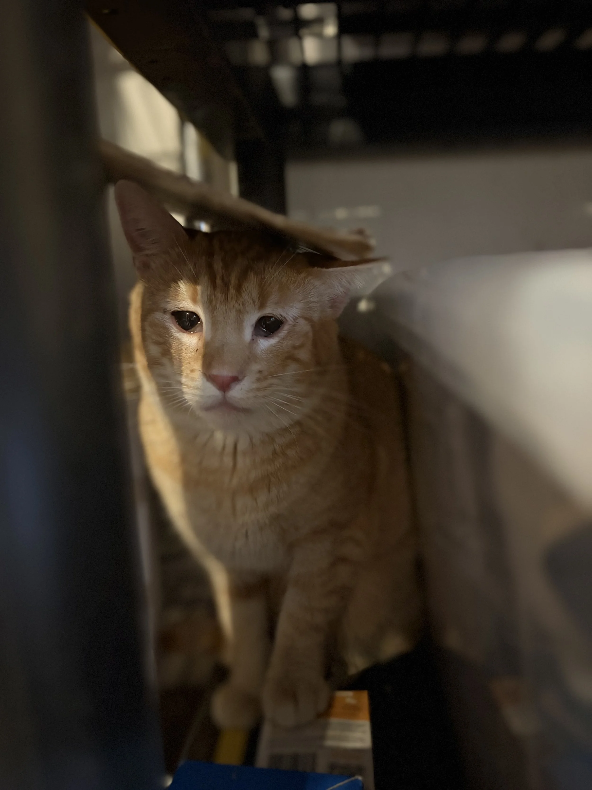 Sherlock - (application pending)