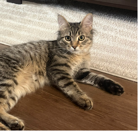 Cristobal - 5 month old male