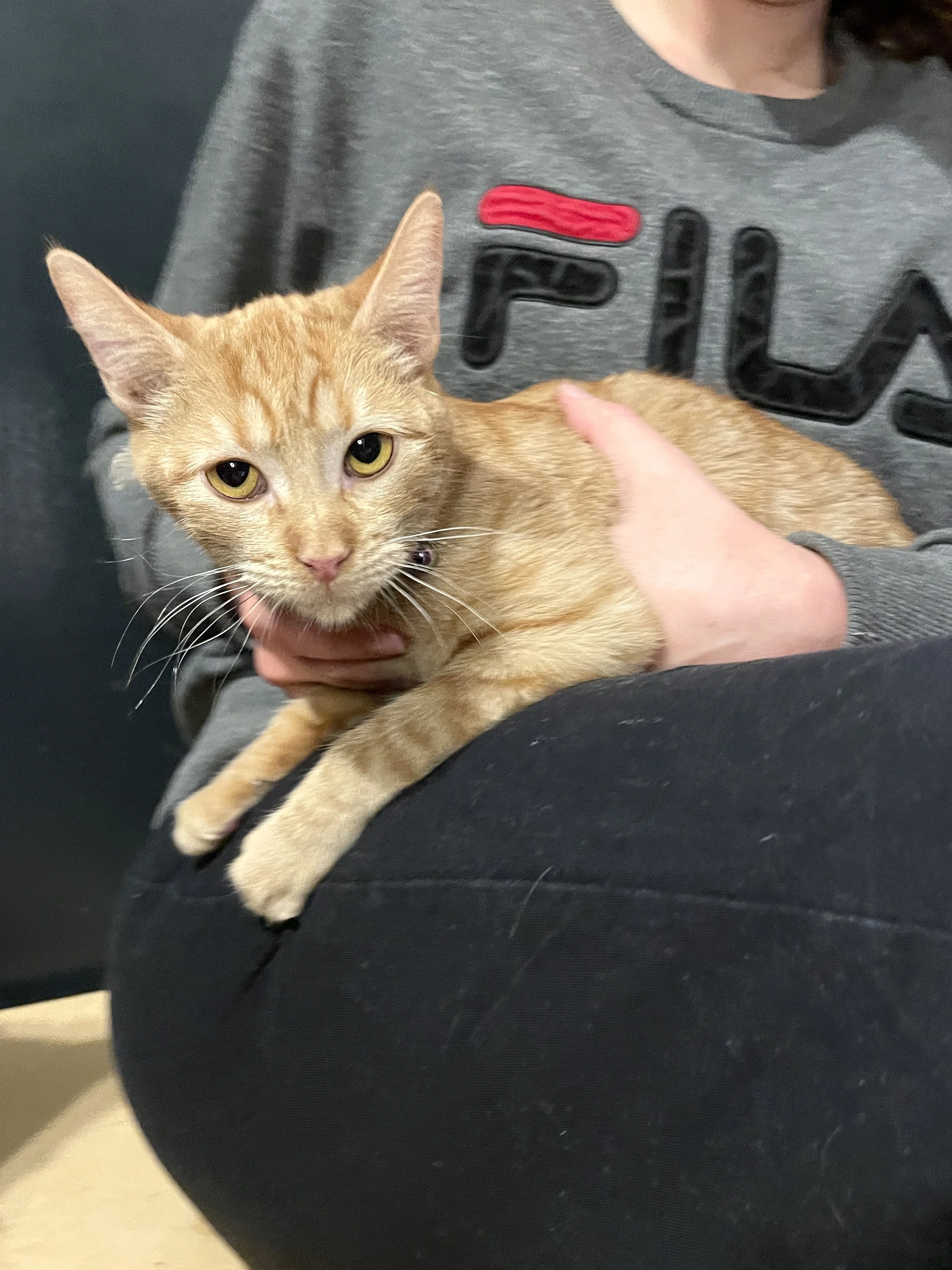 Lisa- (application pending)