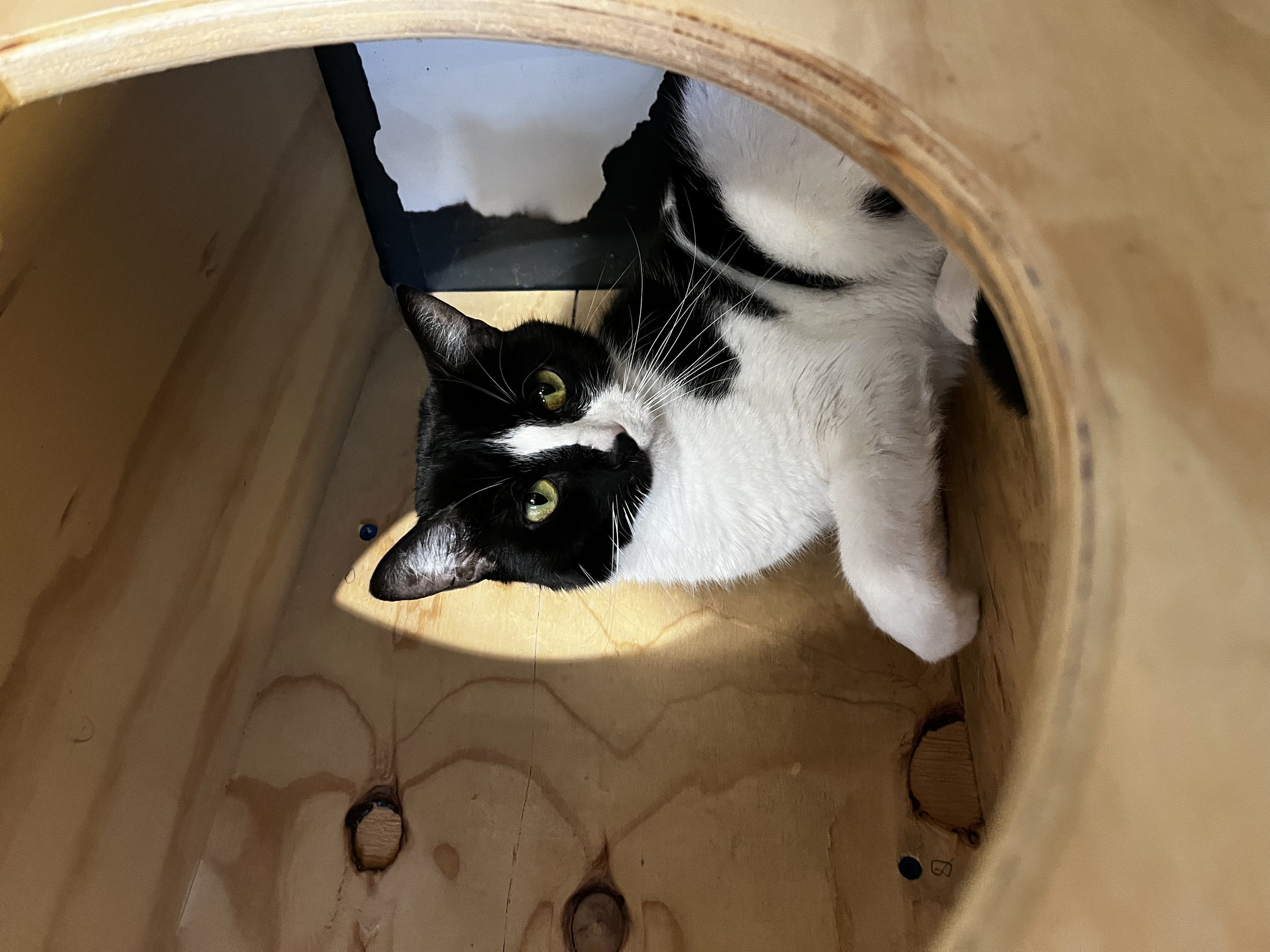 AJ - 3 year old female, bonded to Spot