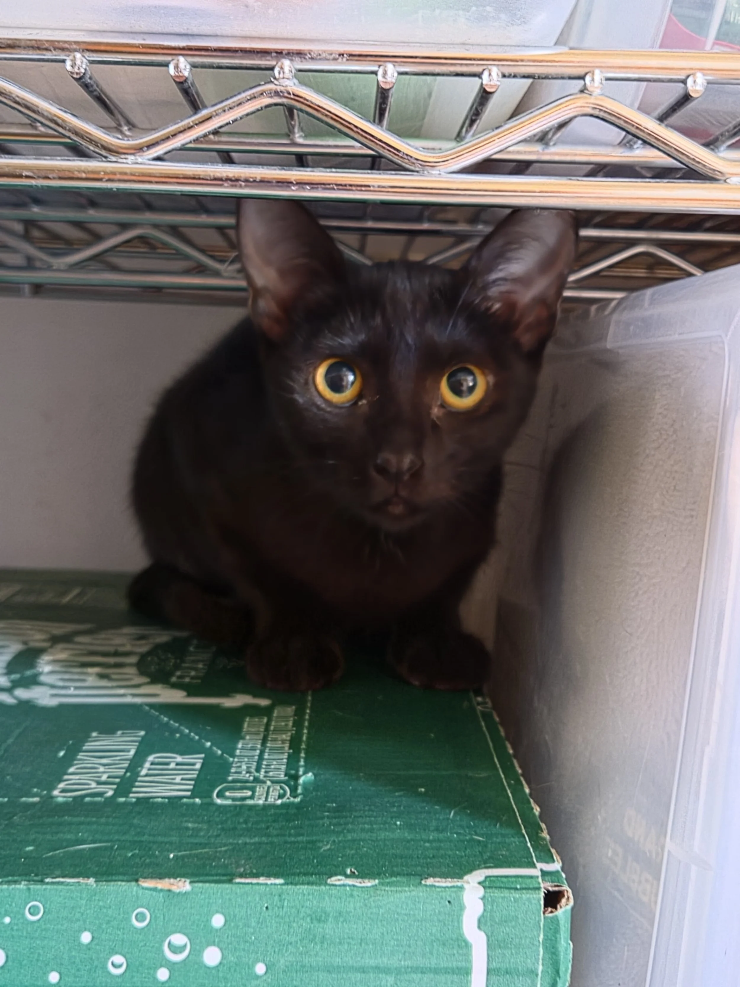 Leilani - 5 month old female