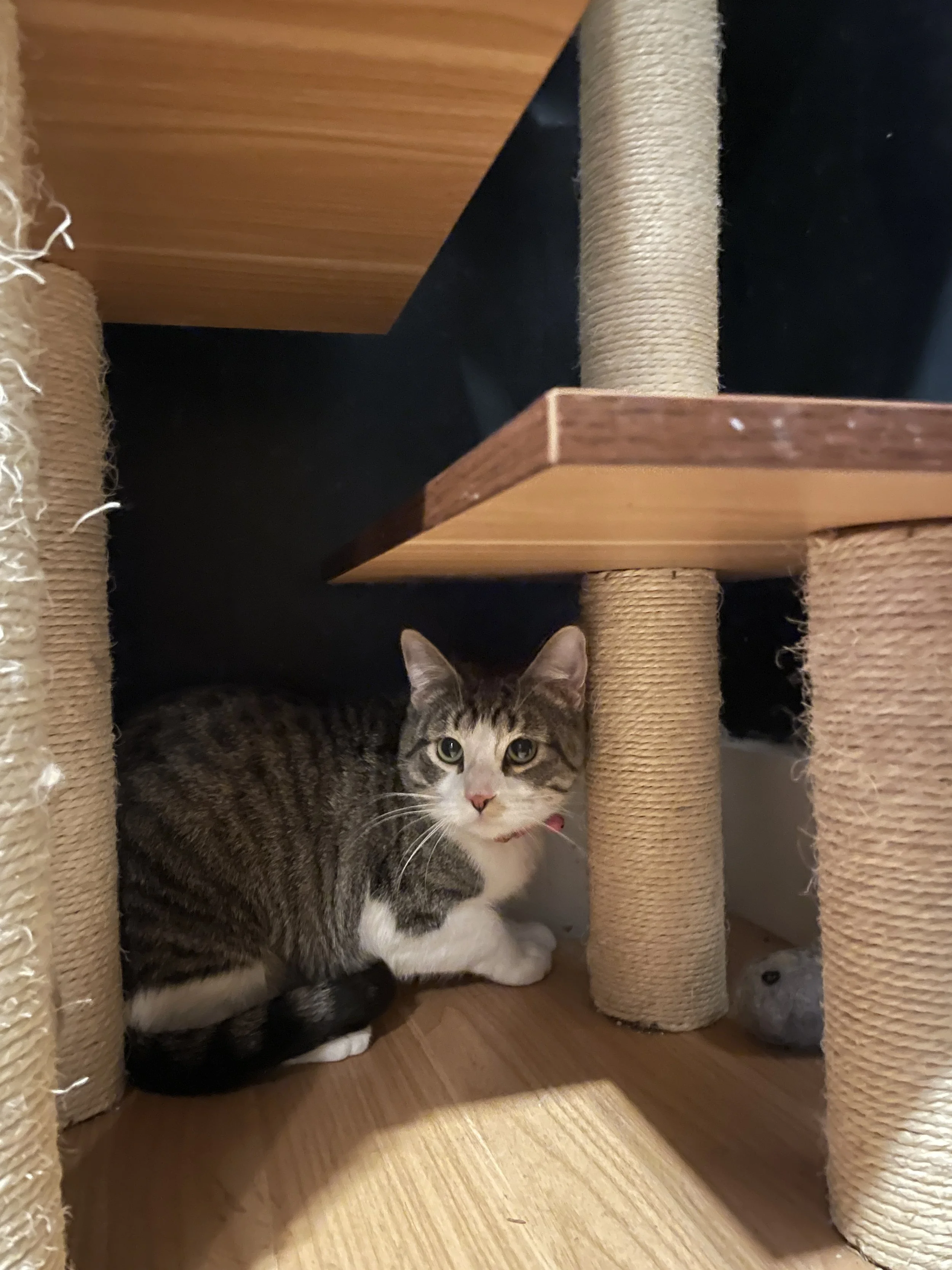 Diana - (application pending)