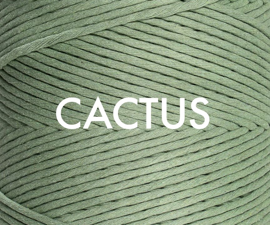 cactus.jpeg