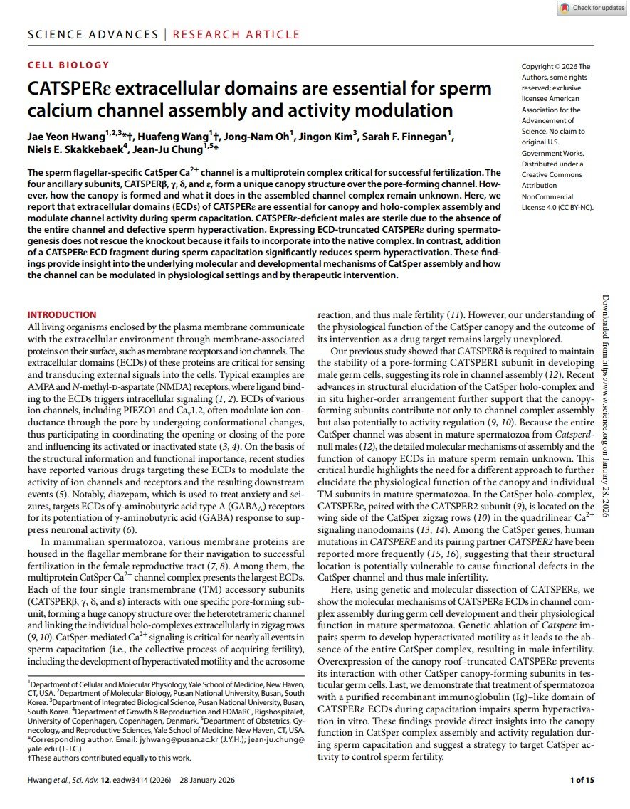 Hwang et al., CATSPERε extracellular domains are essential for spermcalcium channel assembly and activity modulation, 2026, Sci Adv