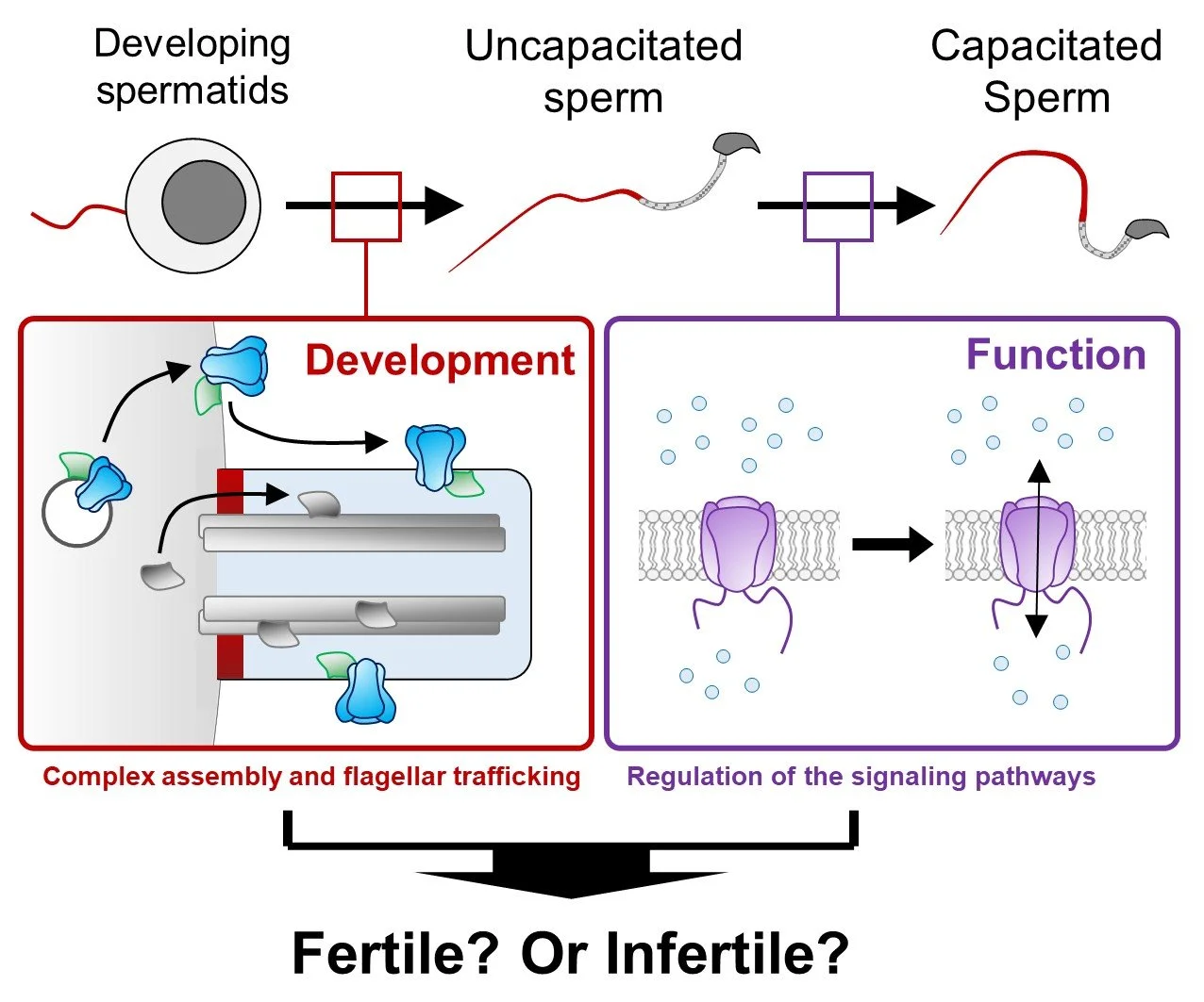 How Long Can Sperm Survive In The Female Reproductive Tract www.thehwanglab.com