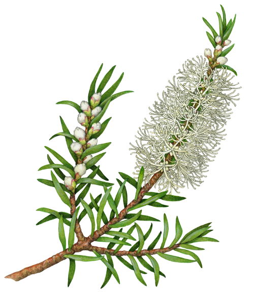 Melaleuca alternifolia - Wikipedia