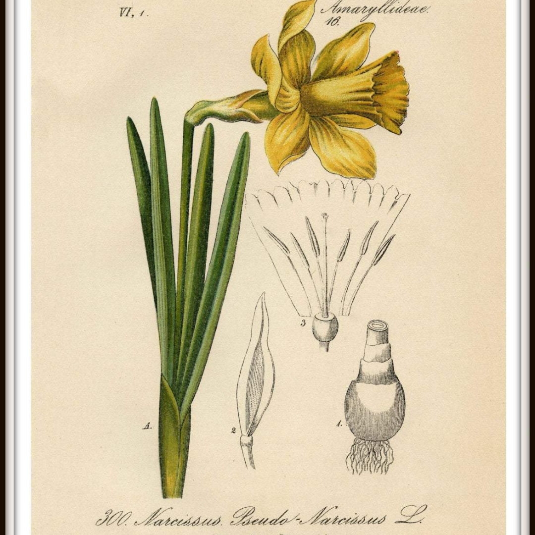 Narcissi: how to plant and care for narcissi - Gardens Illustrated