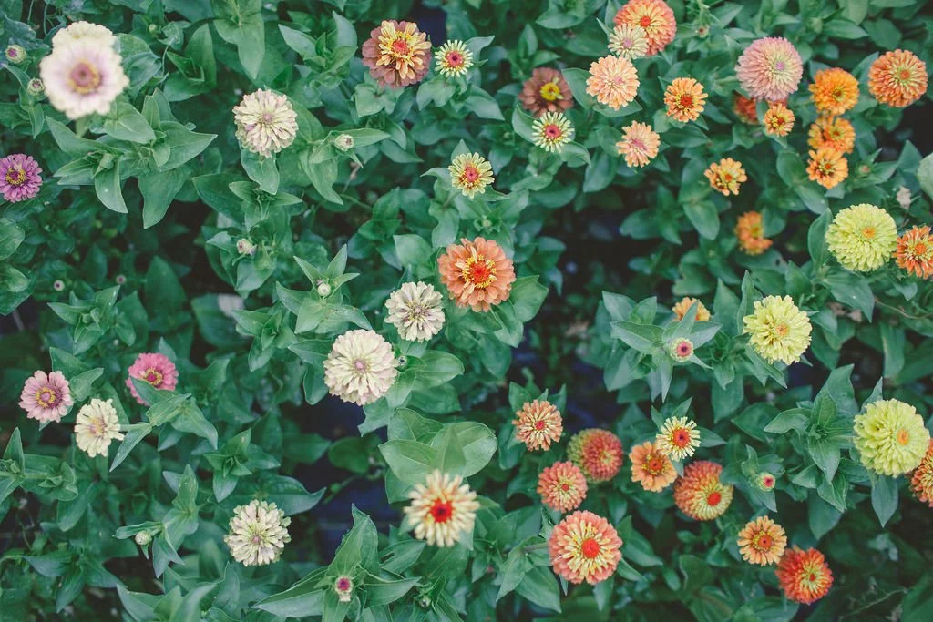 Choosing What to Grow (Cutting Garden 201)