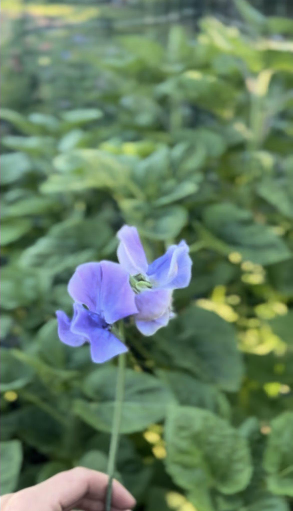 Naomi Nazareth Sweet Pea Seeds