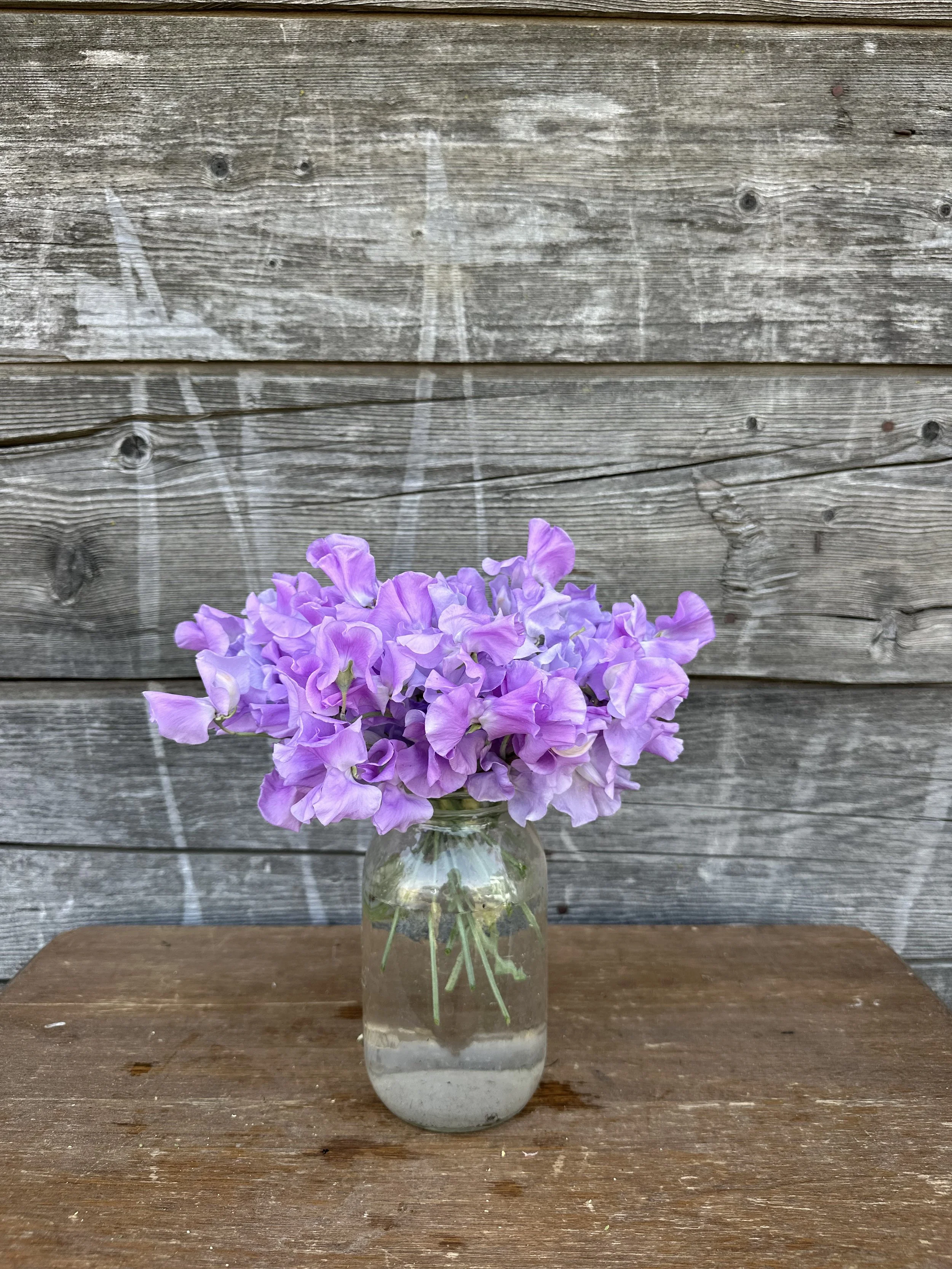 Karen Louise Sweet Pea Seeds