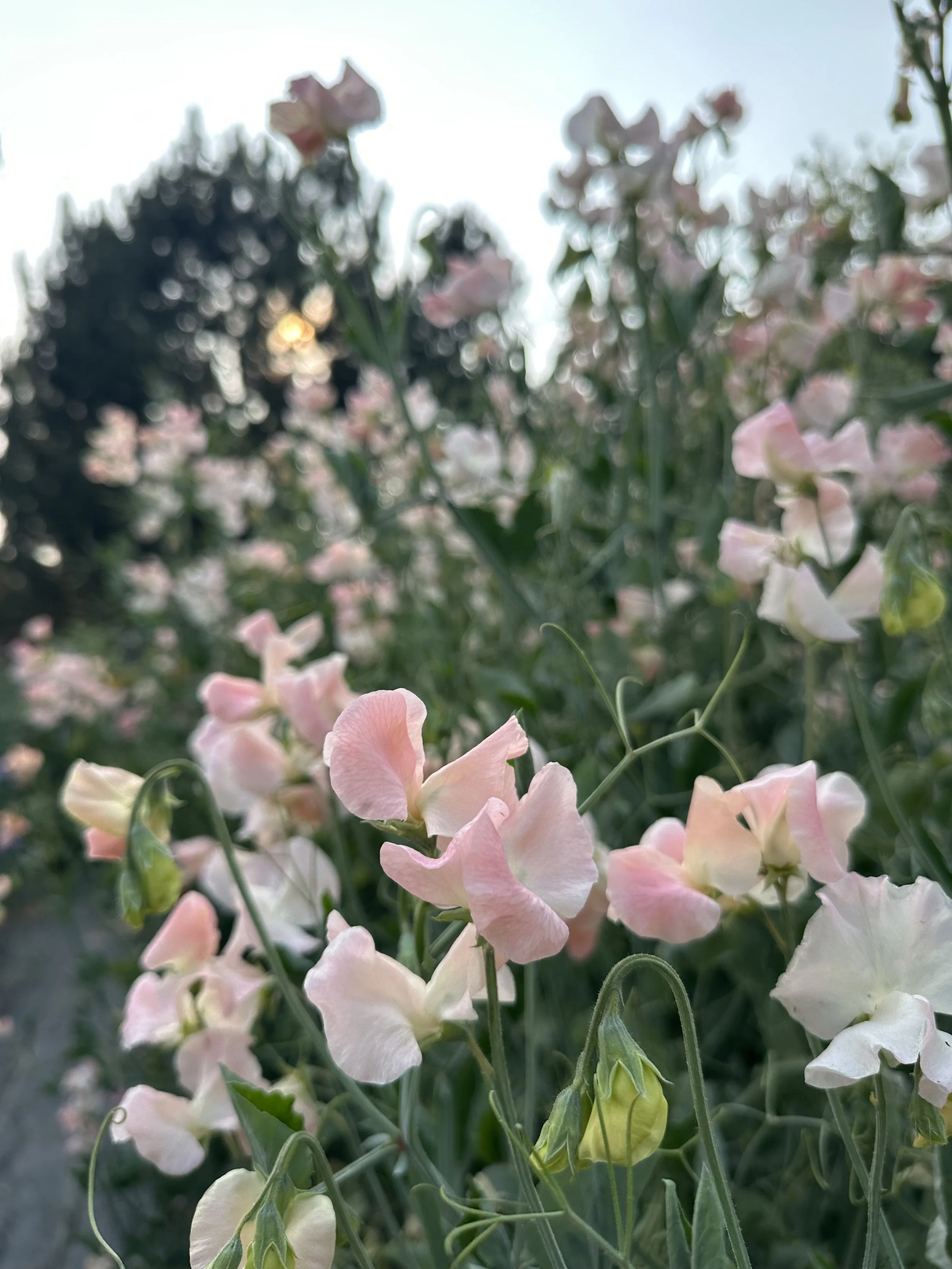 IMG_1239.jpeg