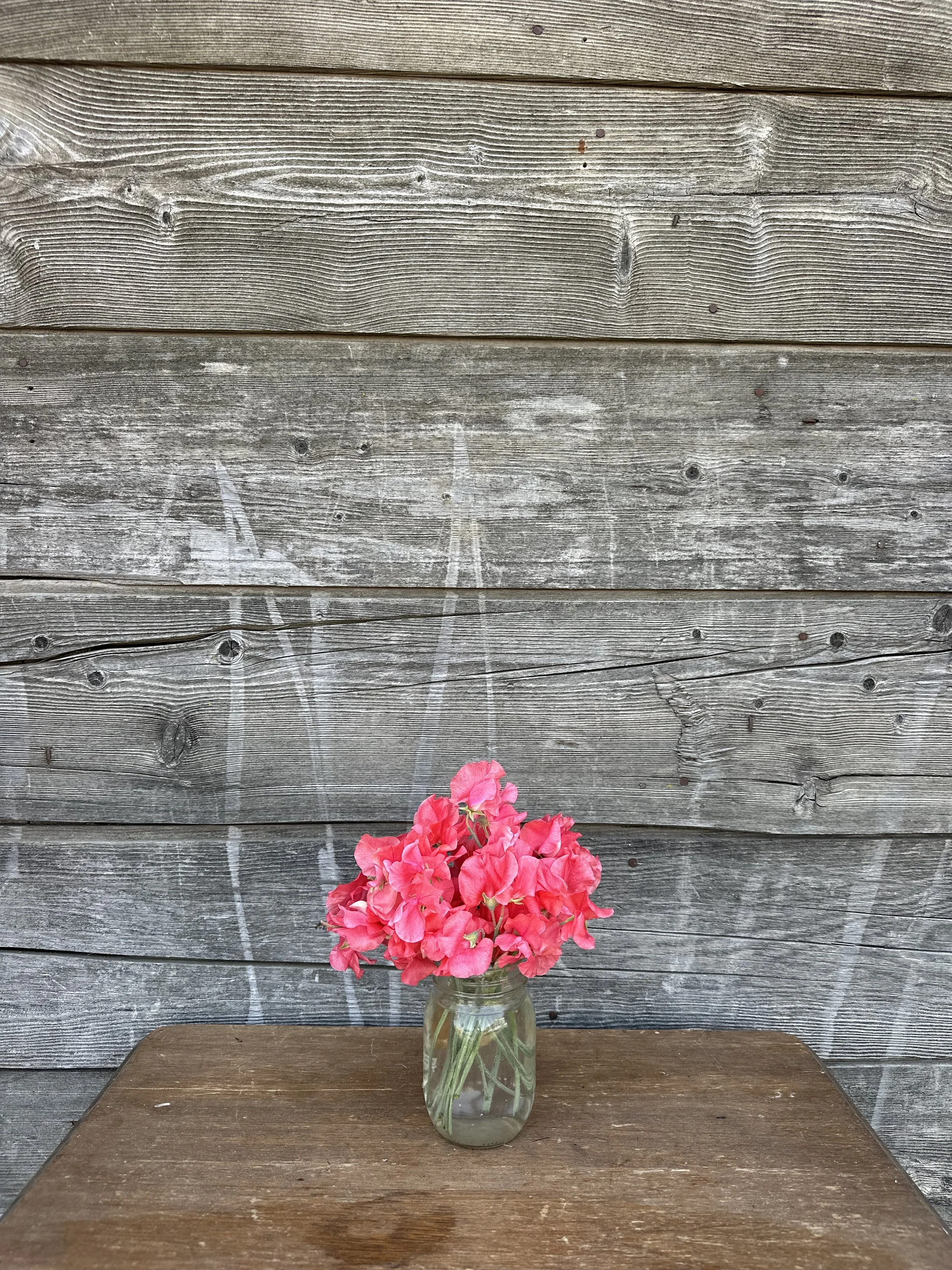 Rosie Sweet Pea Seeds