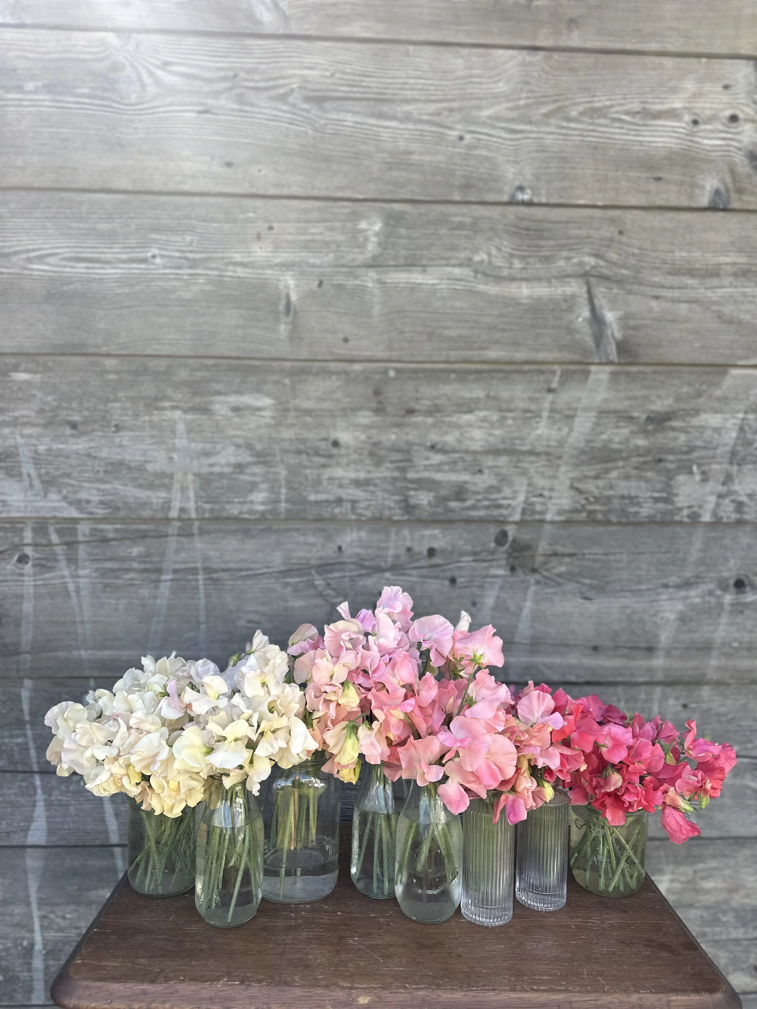Sweet Pea Mix Seeds