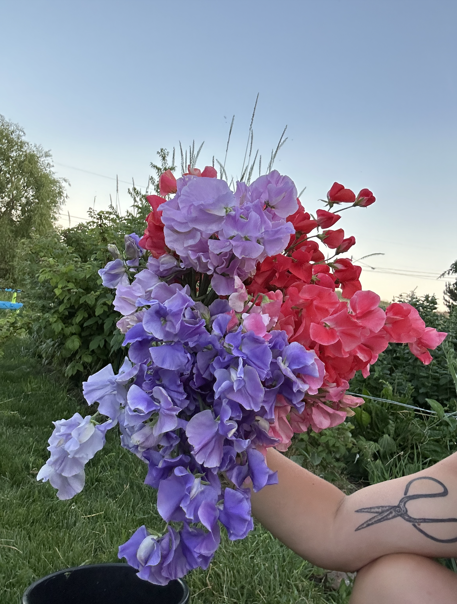 Sweet Pea Mix Seeds